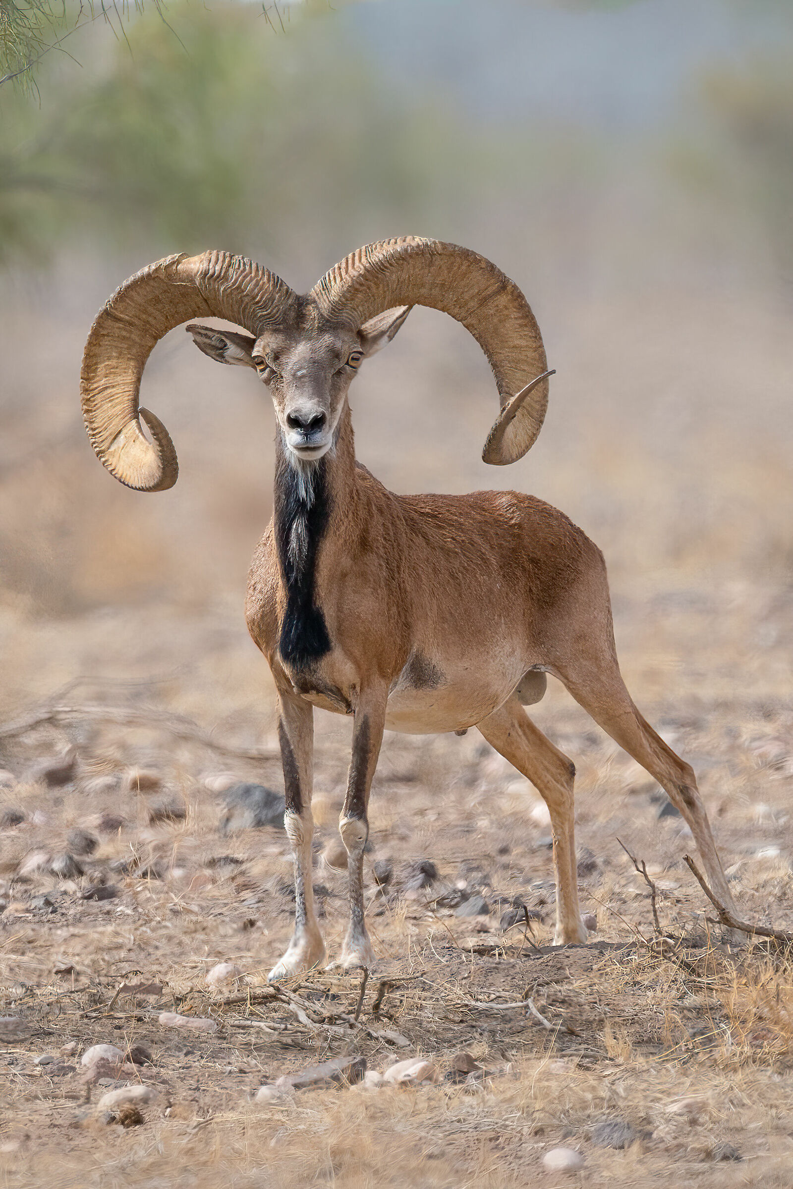 Pecora selvatica Urial