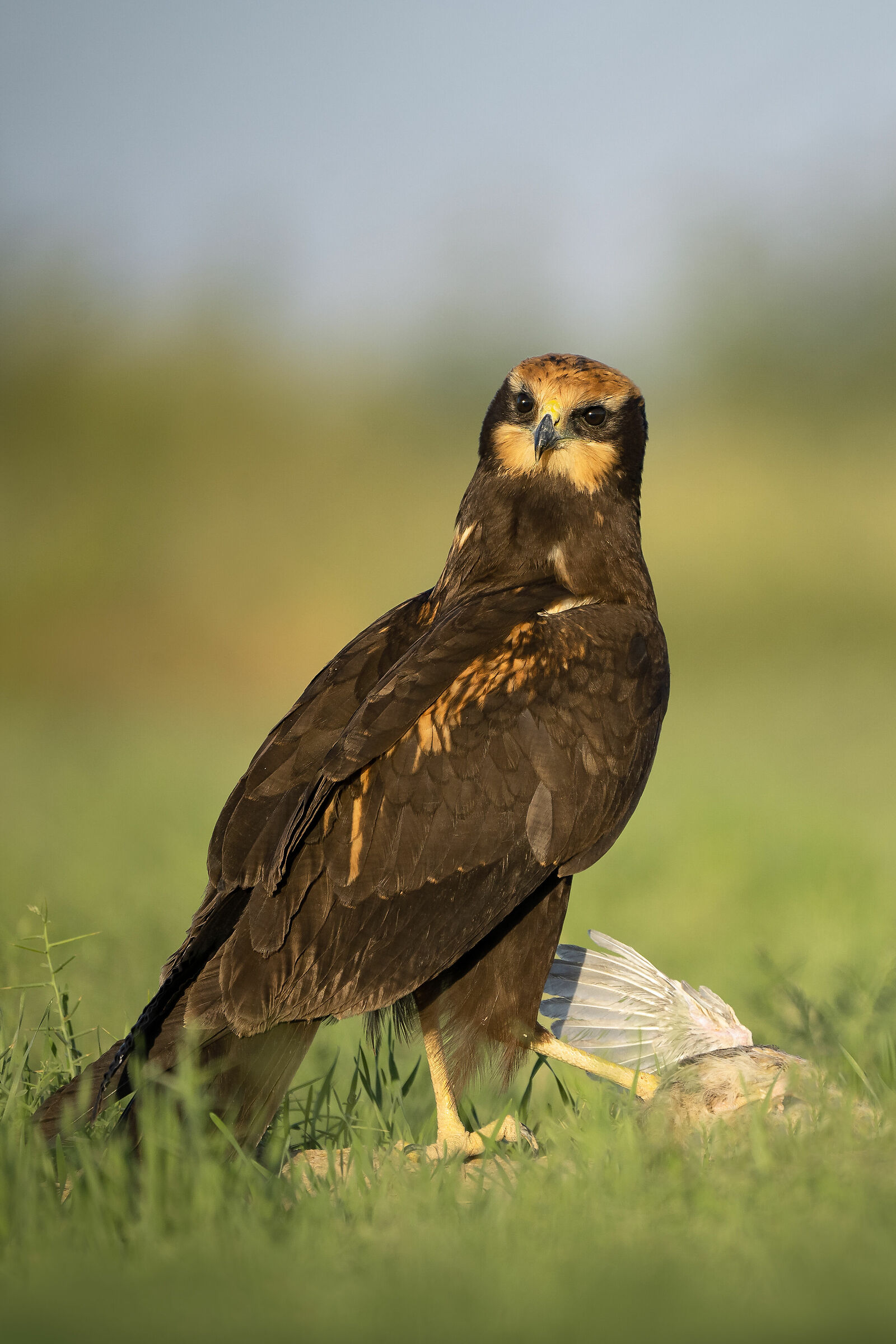 Falco di palude occidentale