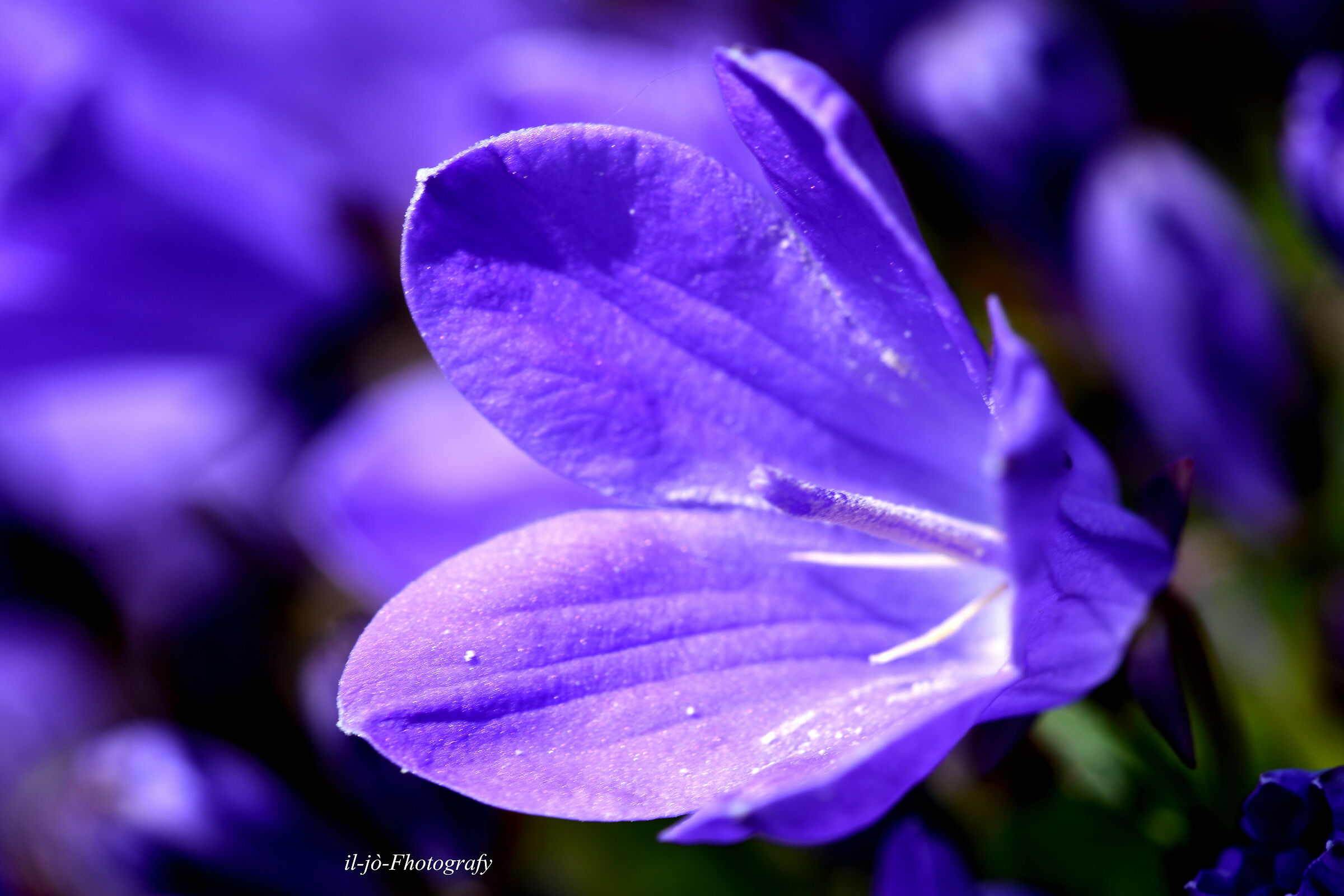 Untitled Photo