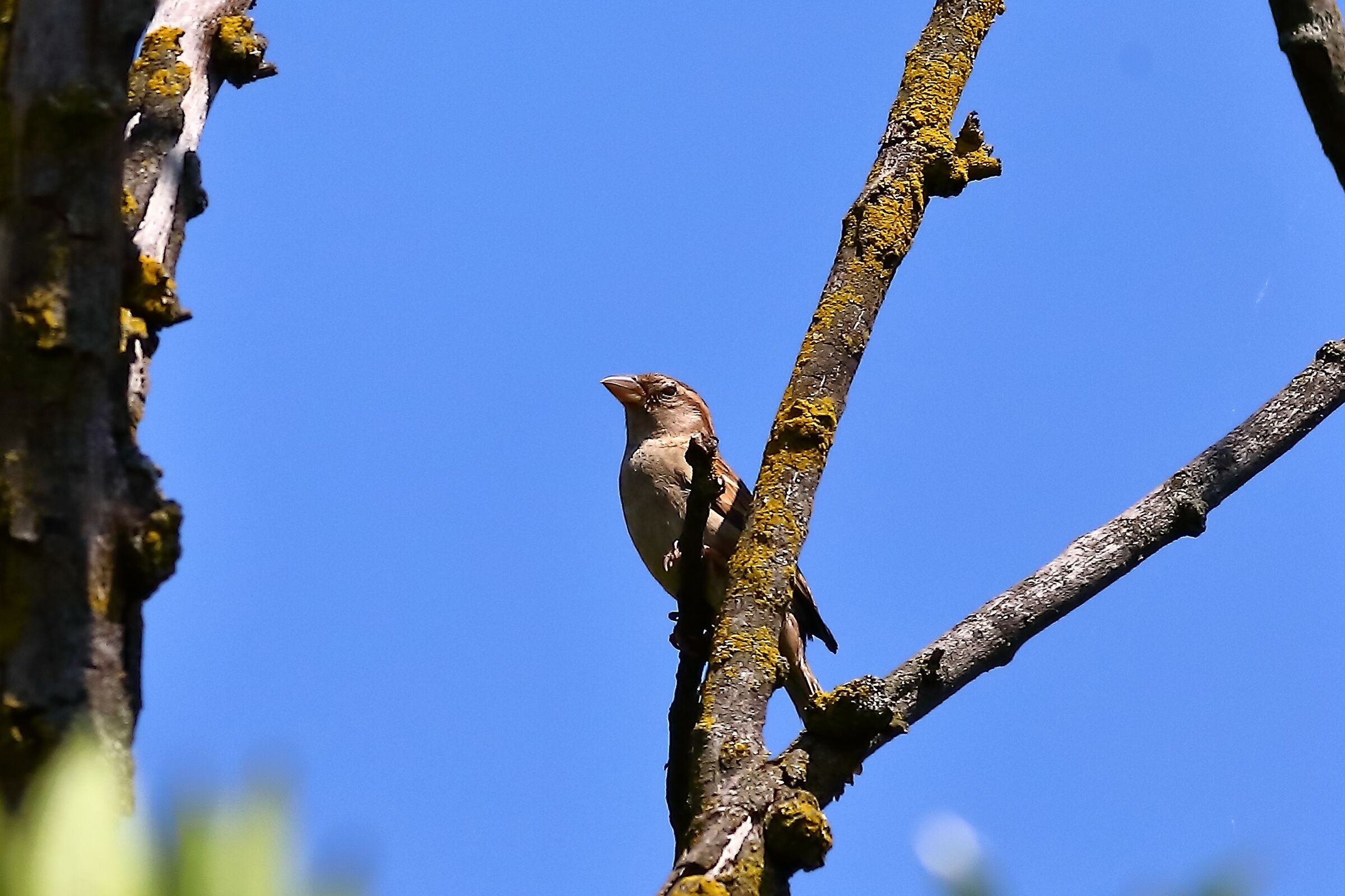 Sparrow 23-06-2023