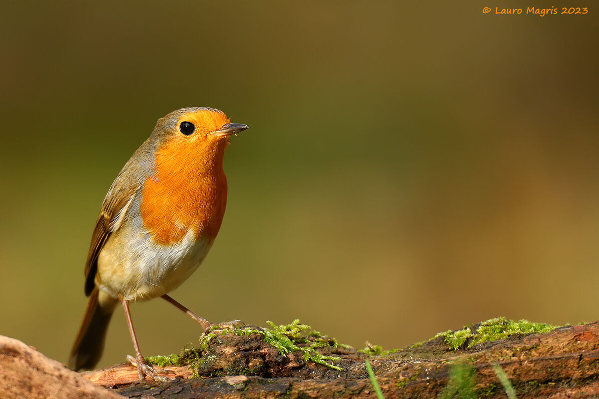 Robin posing