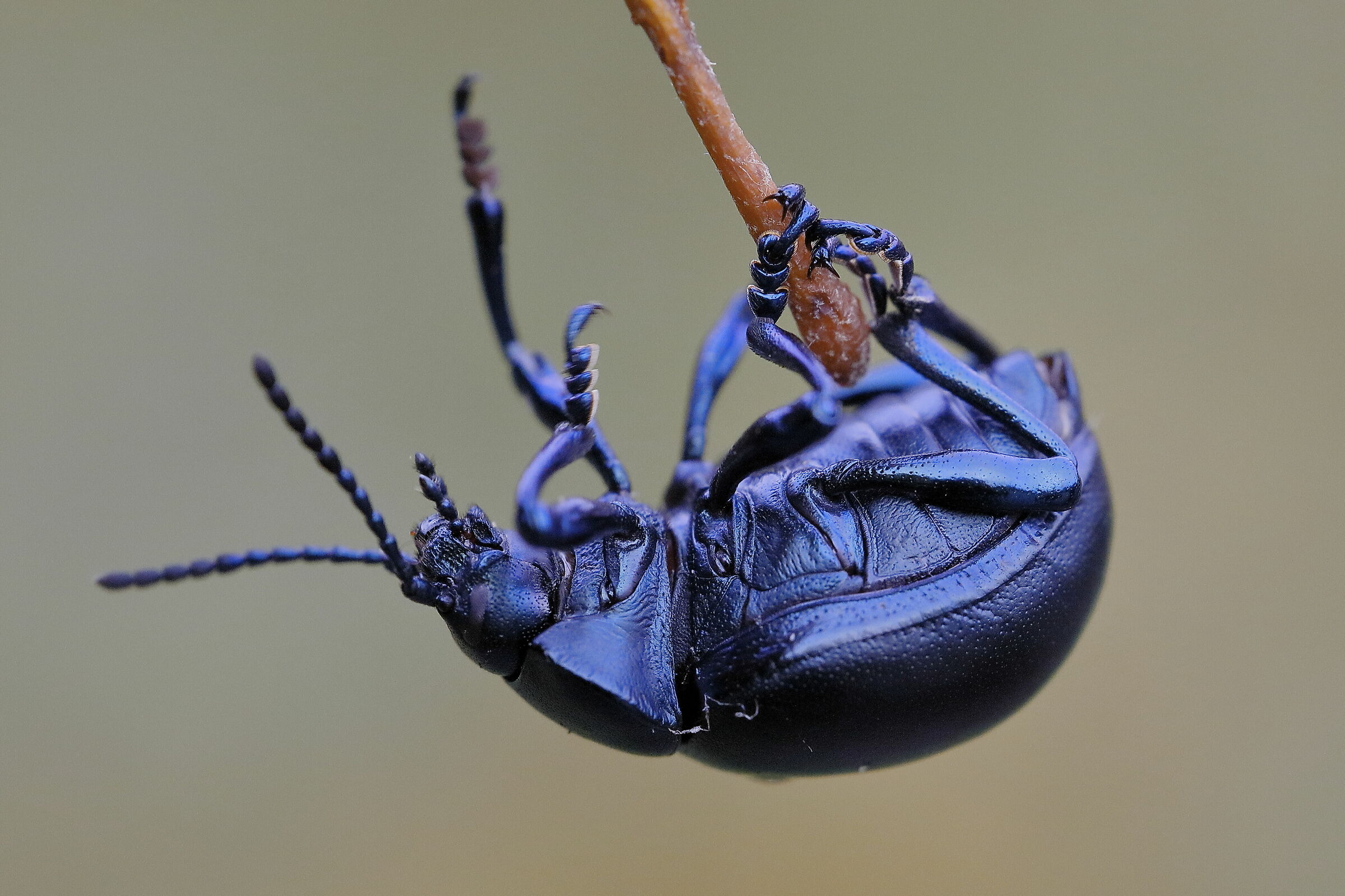 Chrysolina coerulens