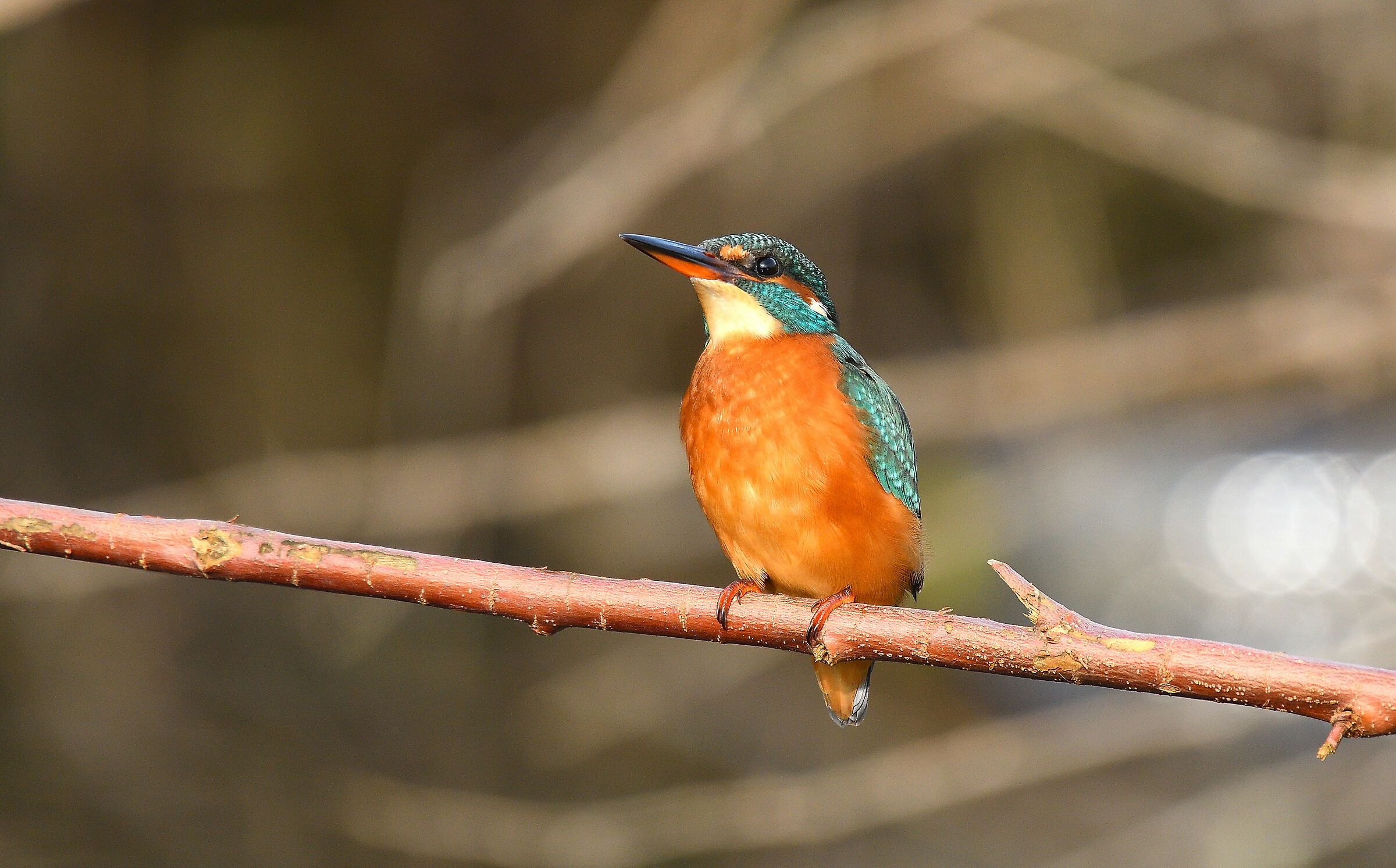 La martina ha gradito il nuovo posatoio