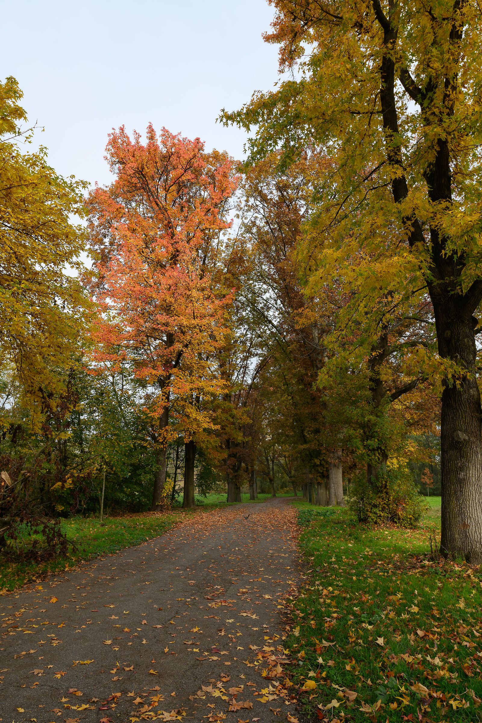 Viale Pineta, parco di Monza