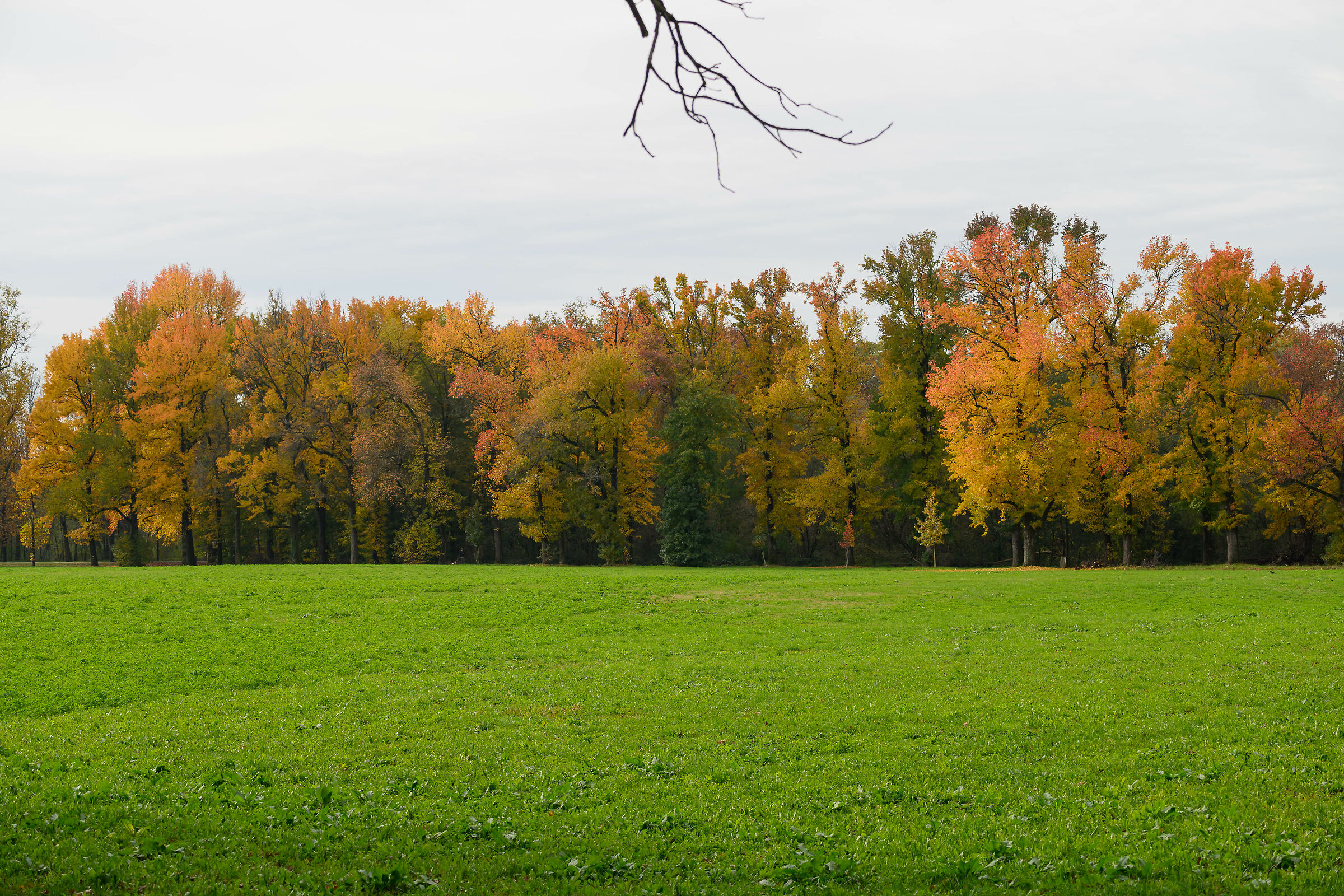 Gran parata autunnale, parco di Monza