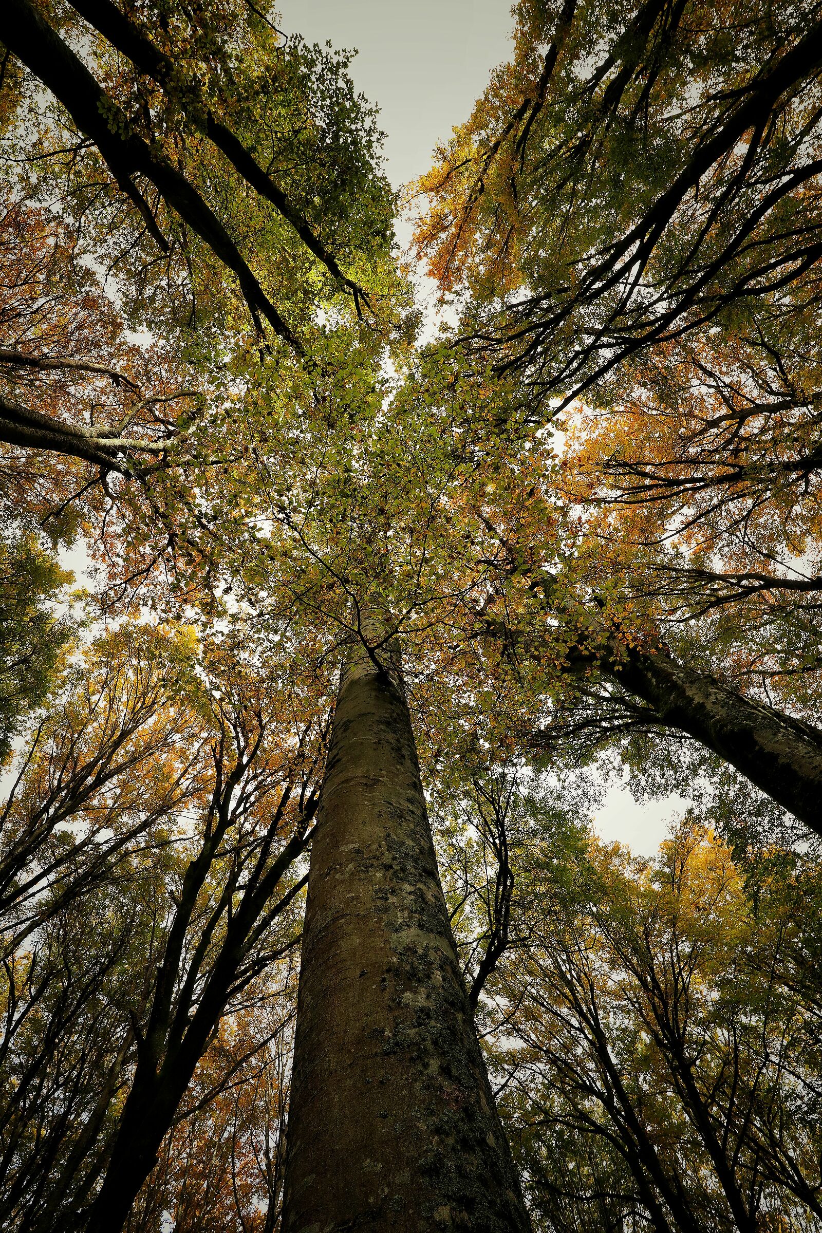 Ancient beech forest