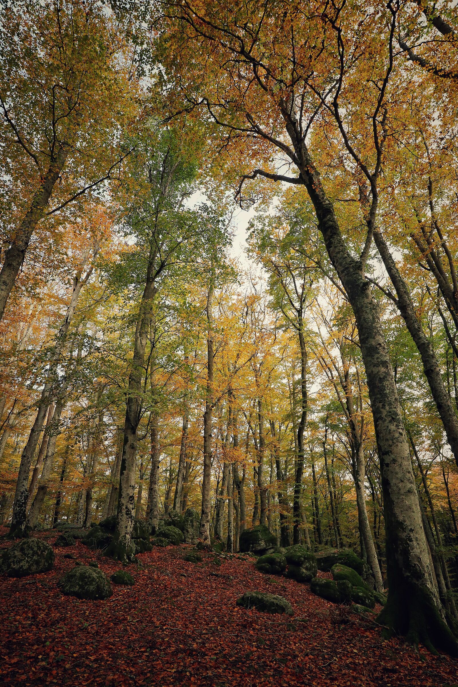 Ancient beech forest