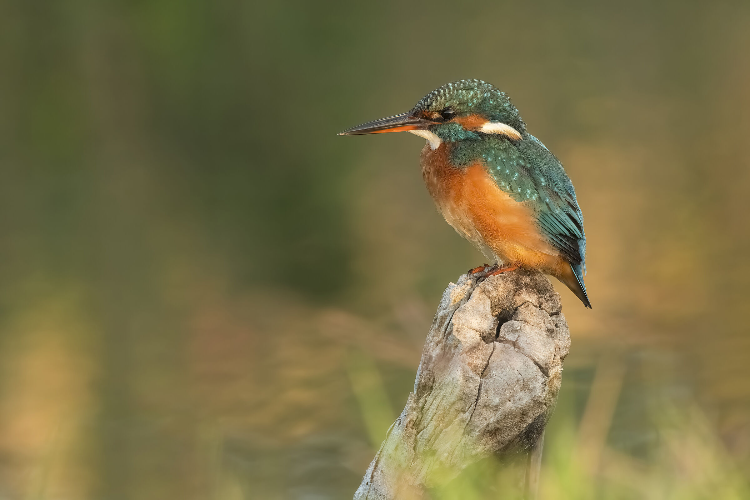 Kingfisher