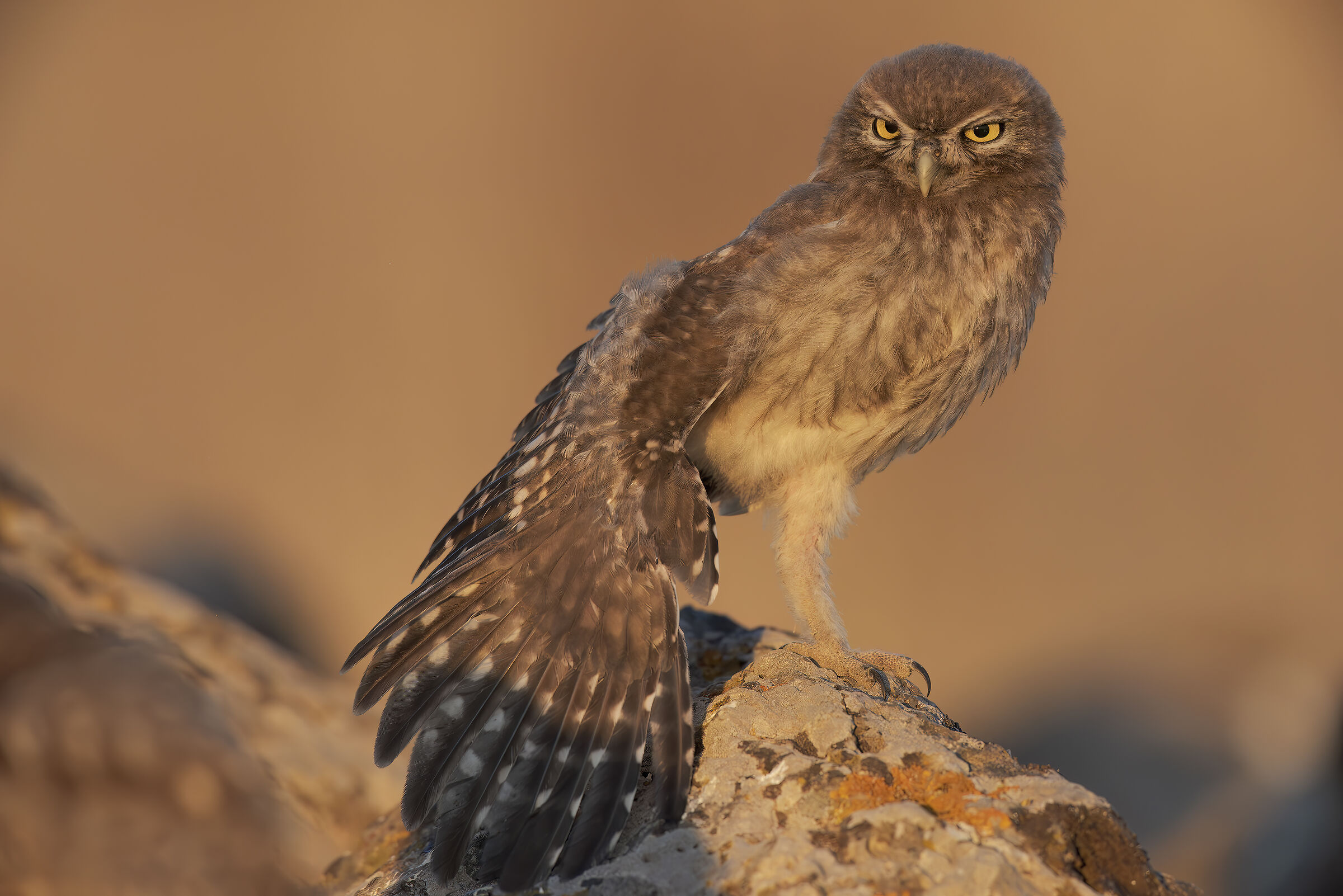 lo stretching della civetta