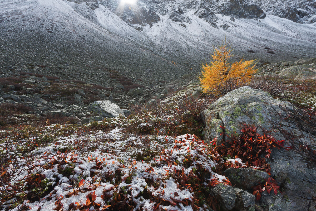 The tenacity of the young larch ...
