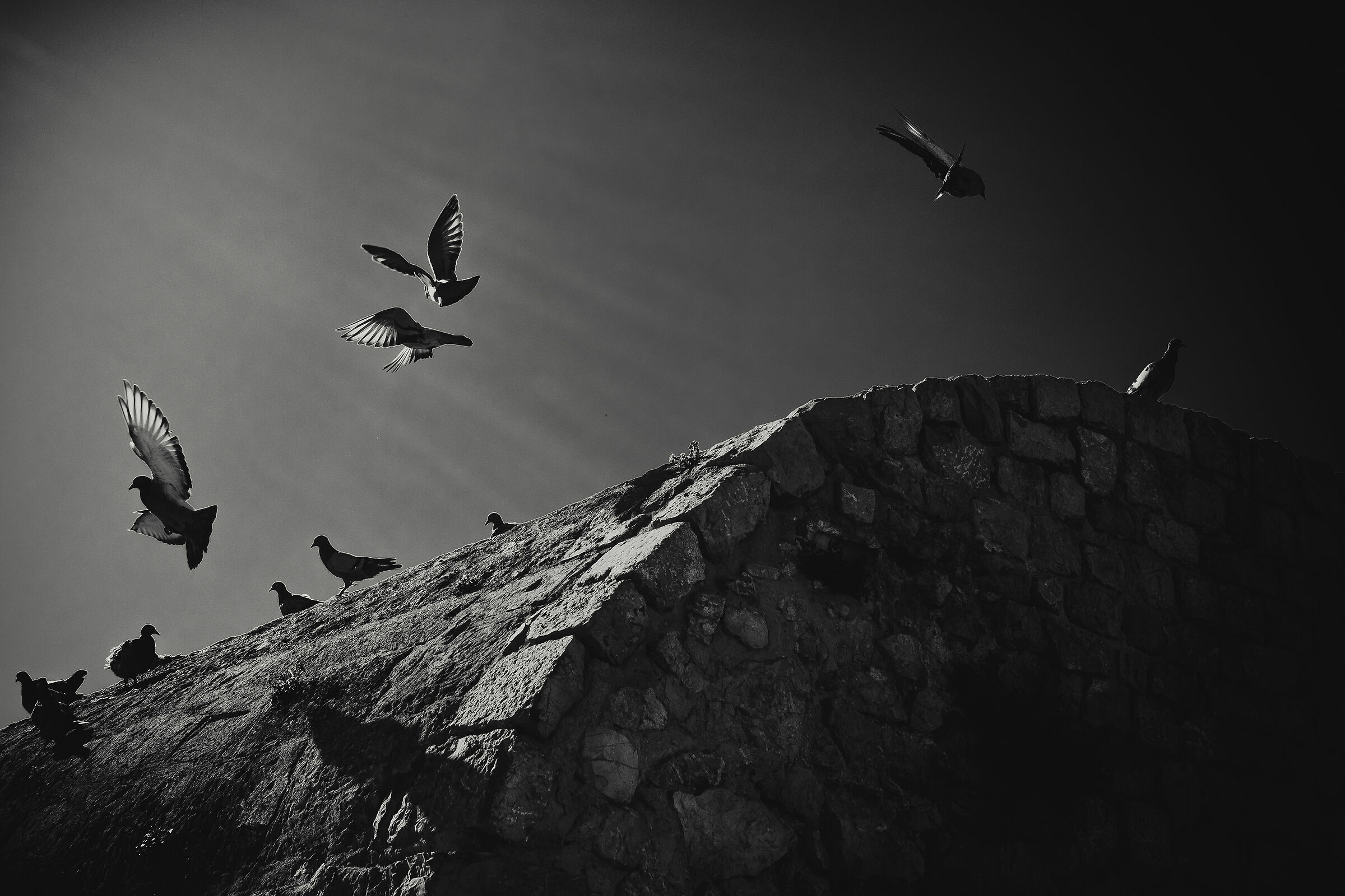FLY