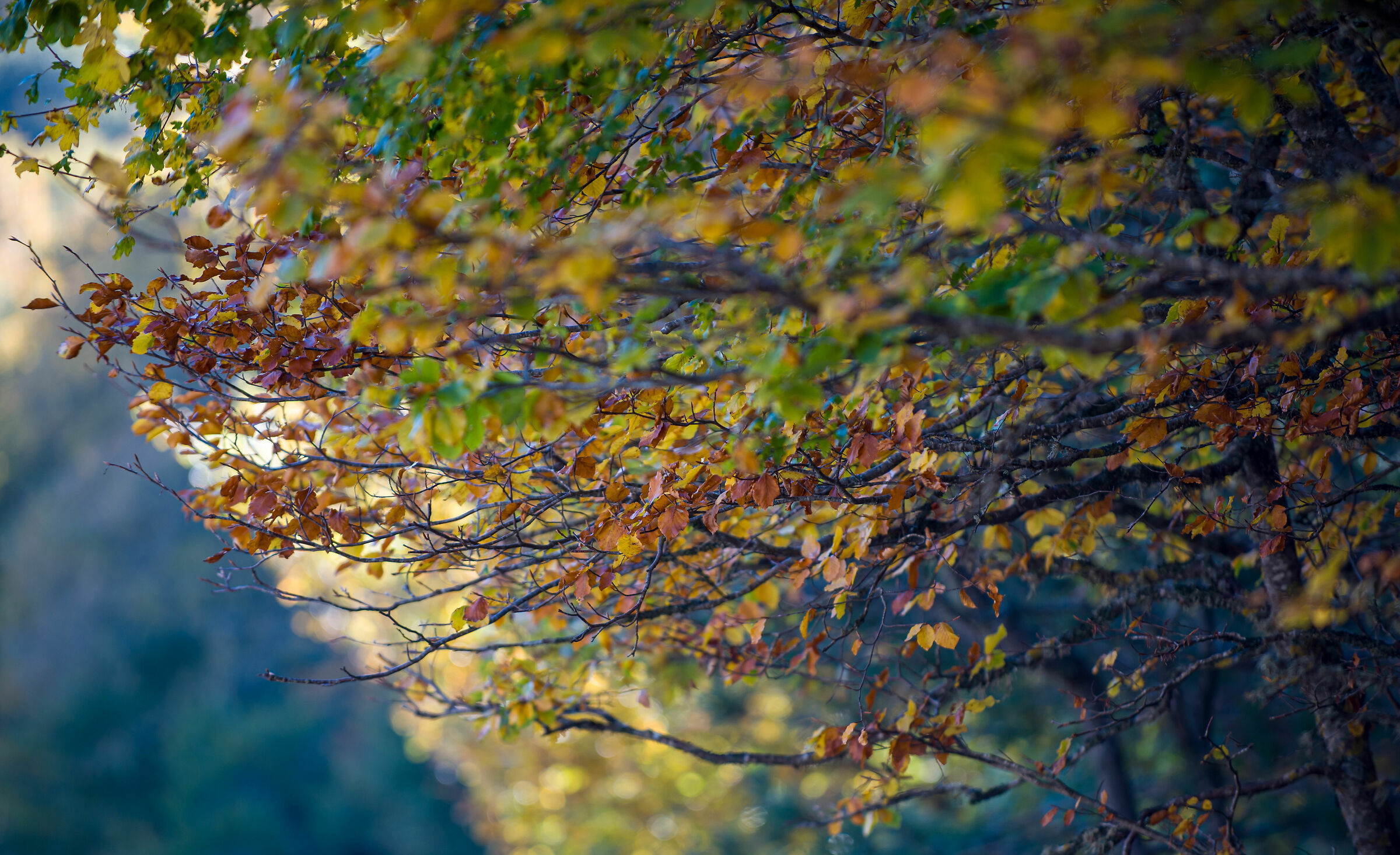 Autumn Mixed