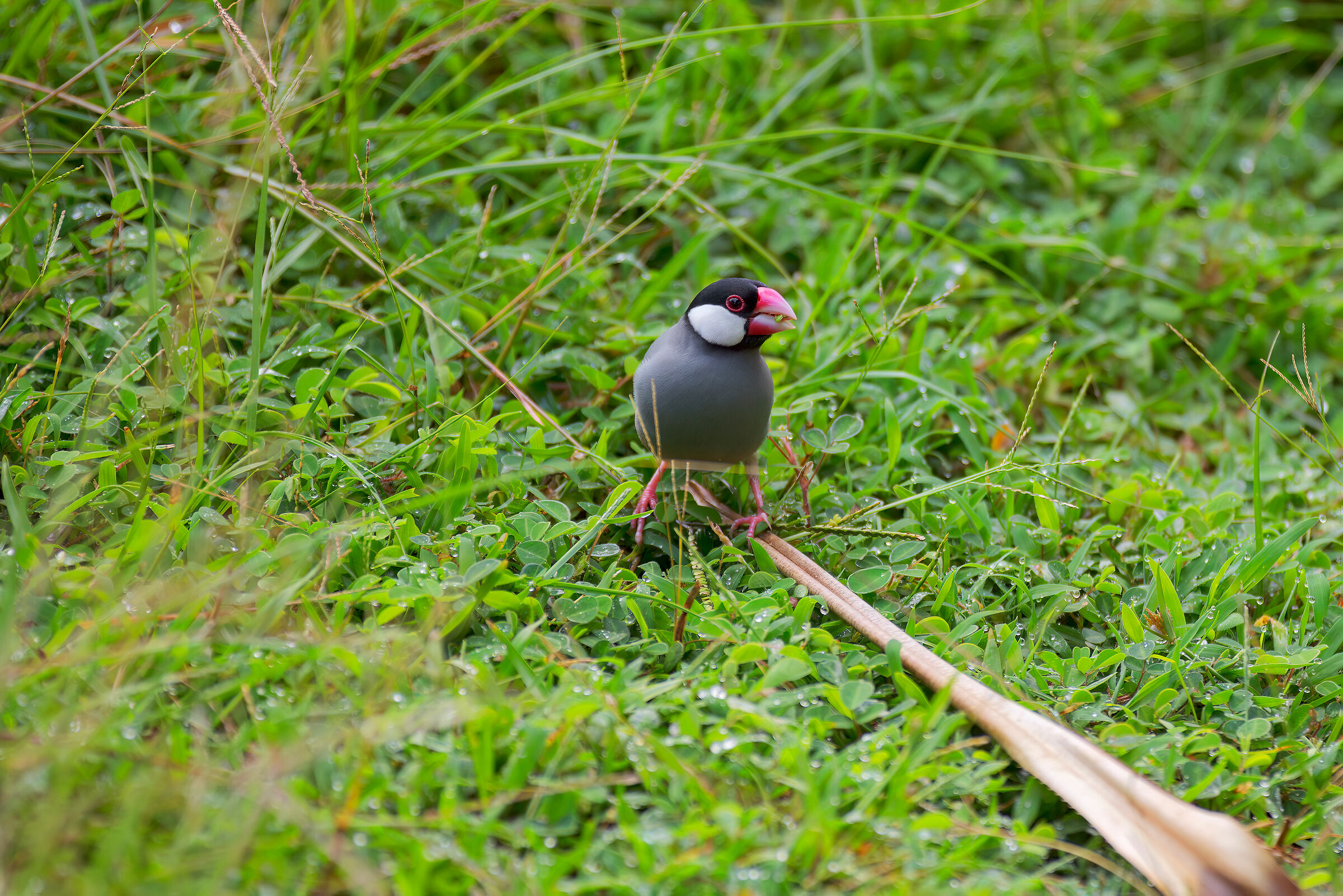 lonchura oryzivora | java sparrow