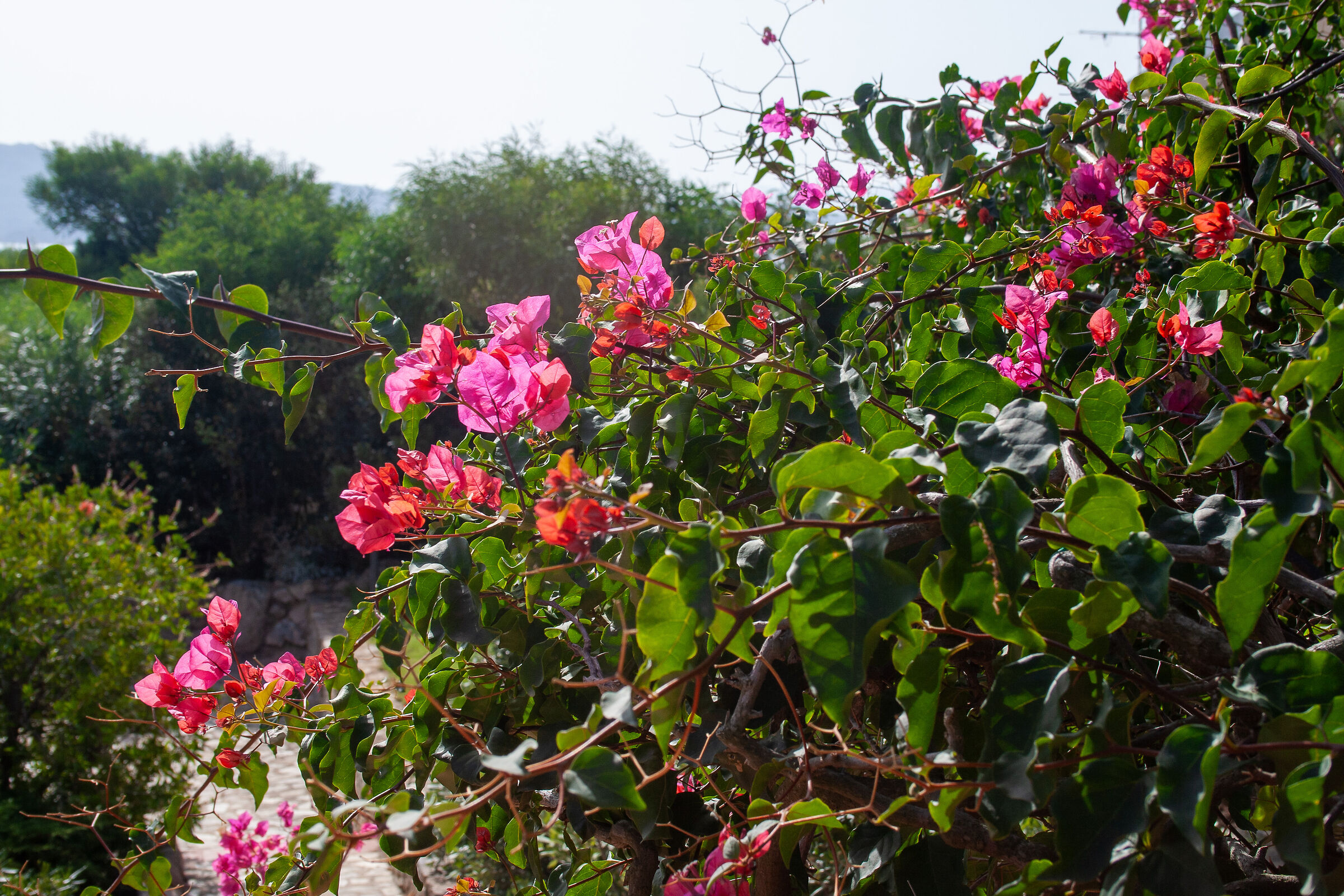 Bougainvillea