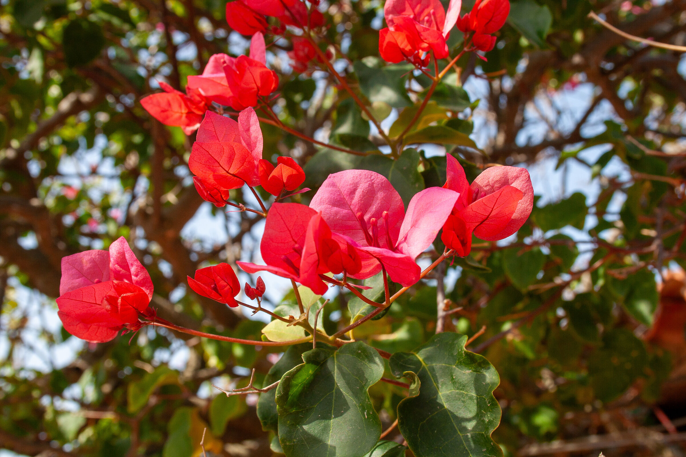 Bougainvillea