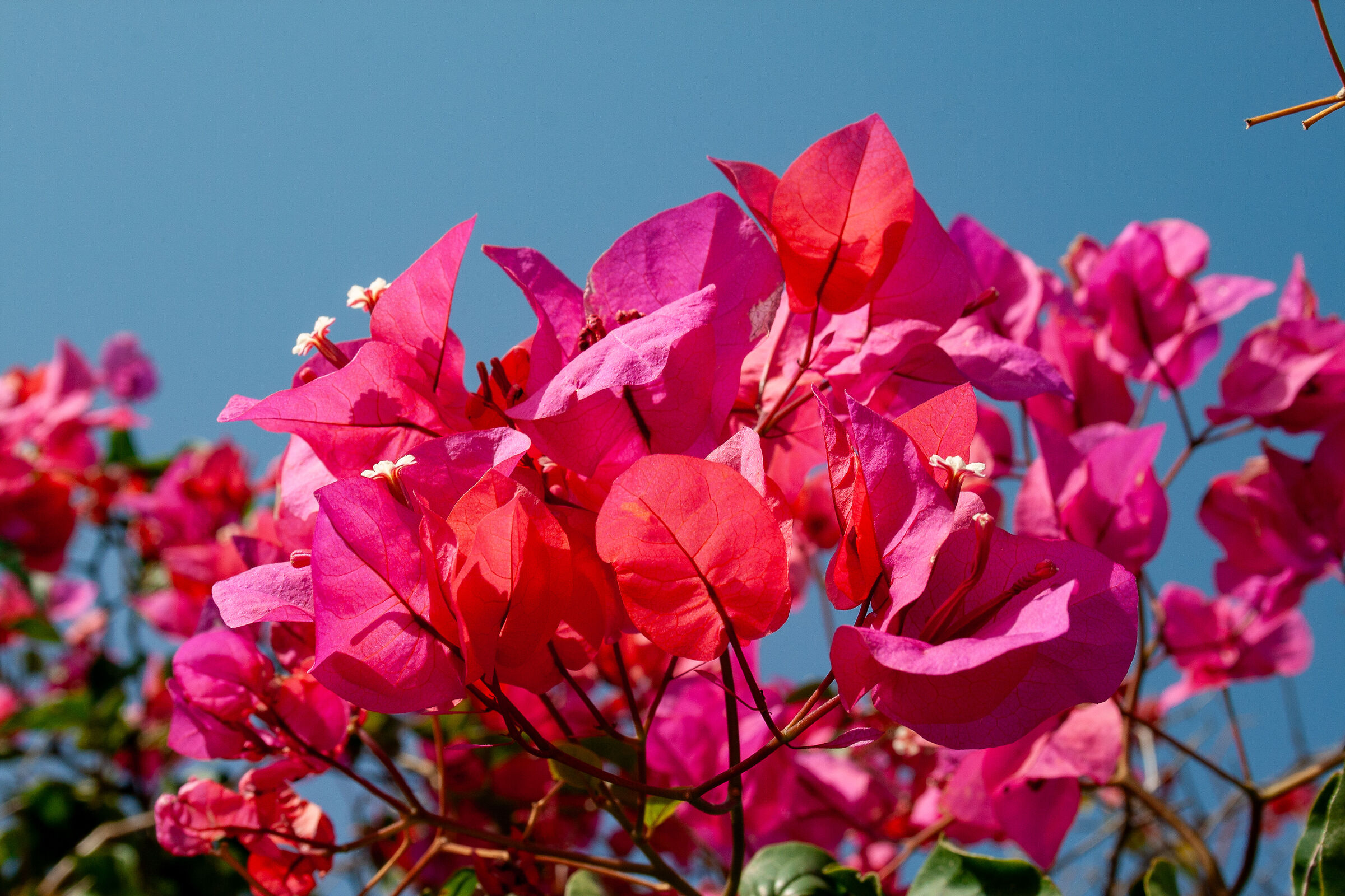 Bougainvillea