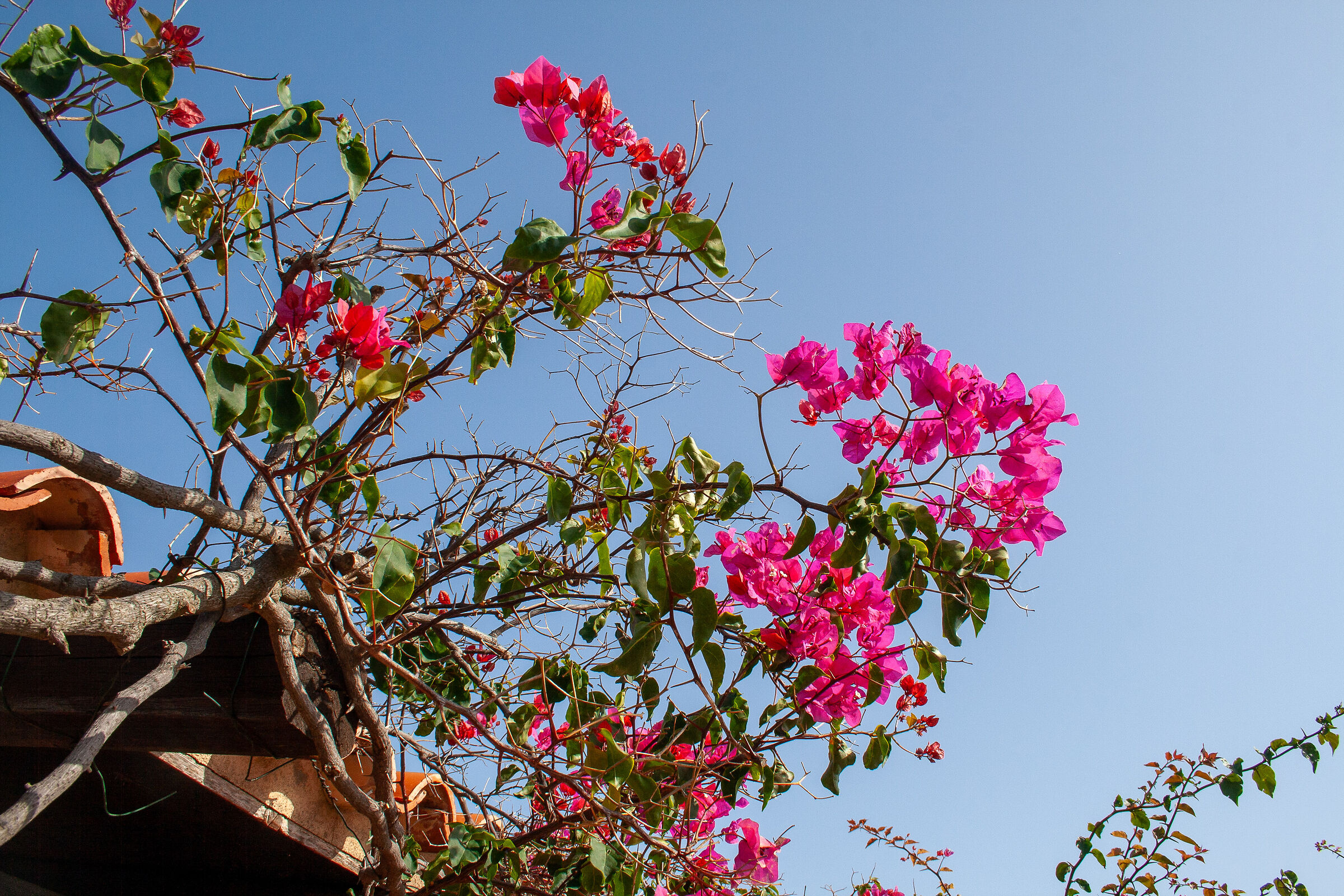 Bougainvillea