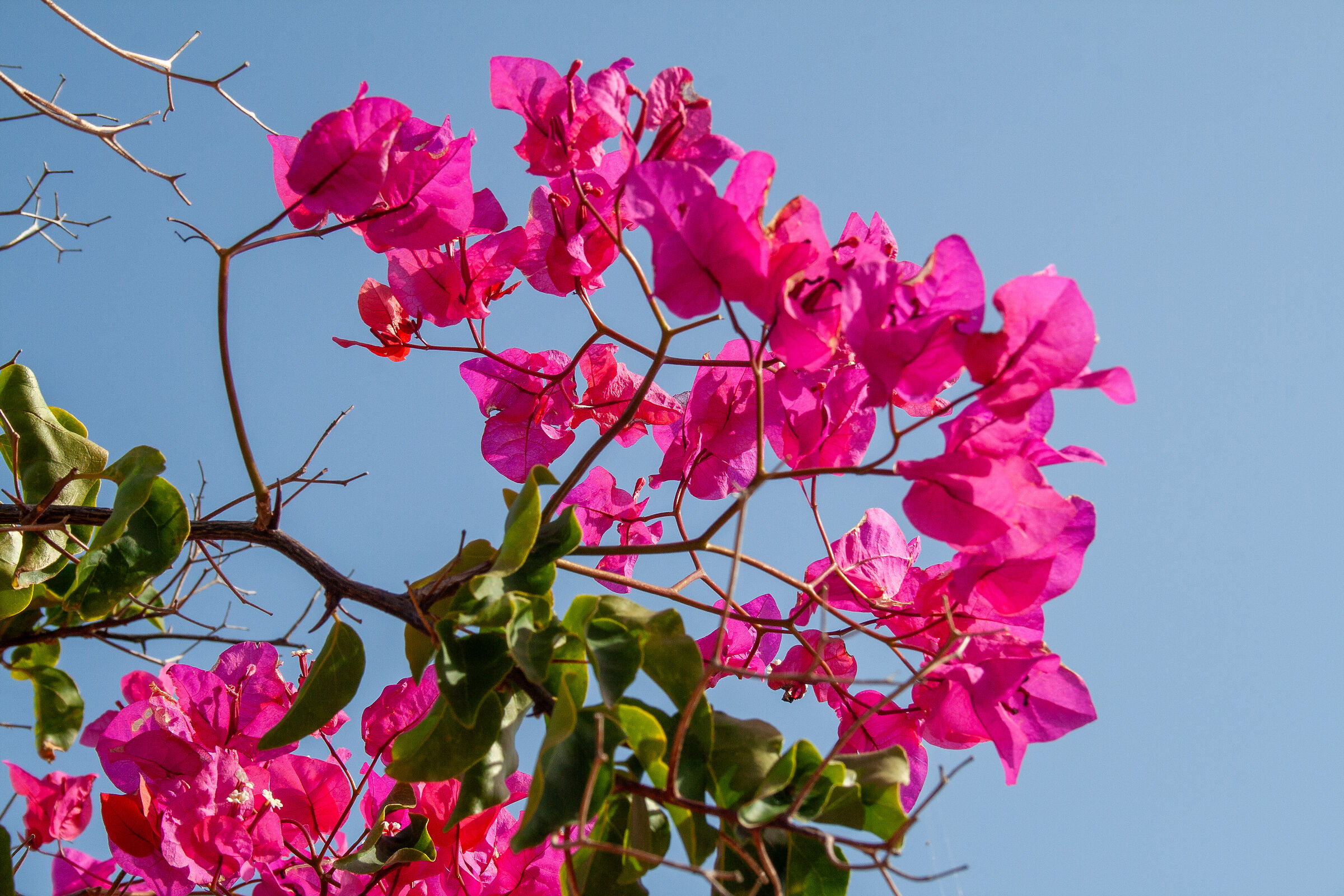Bougainvillea