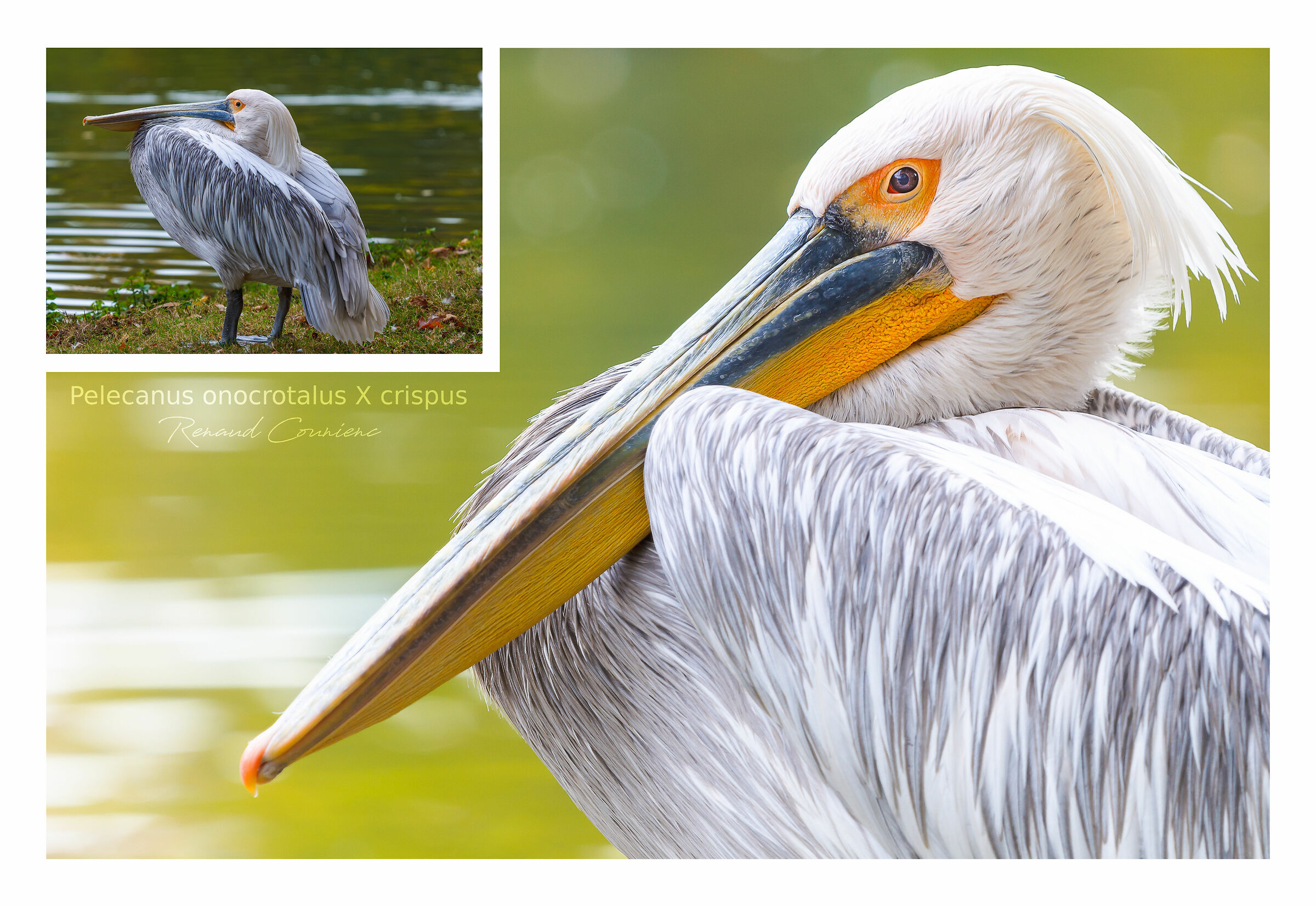 Pelecanus onocrotalus x crispus