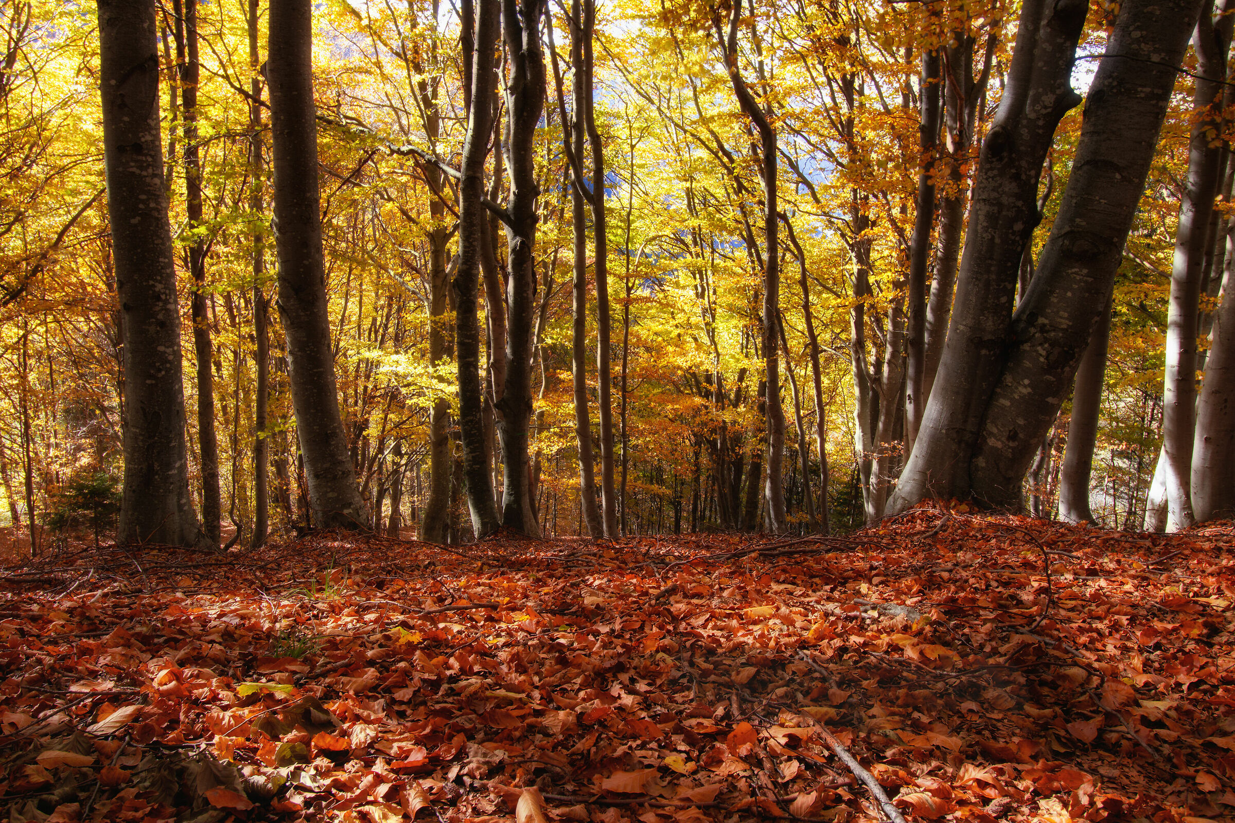 Un "Blitz" nelle faggete...