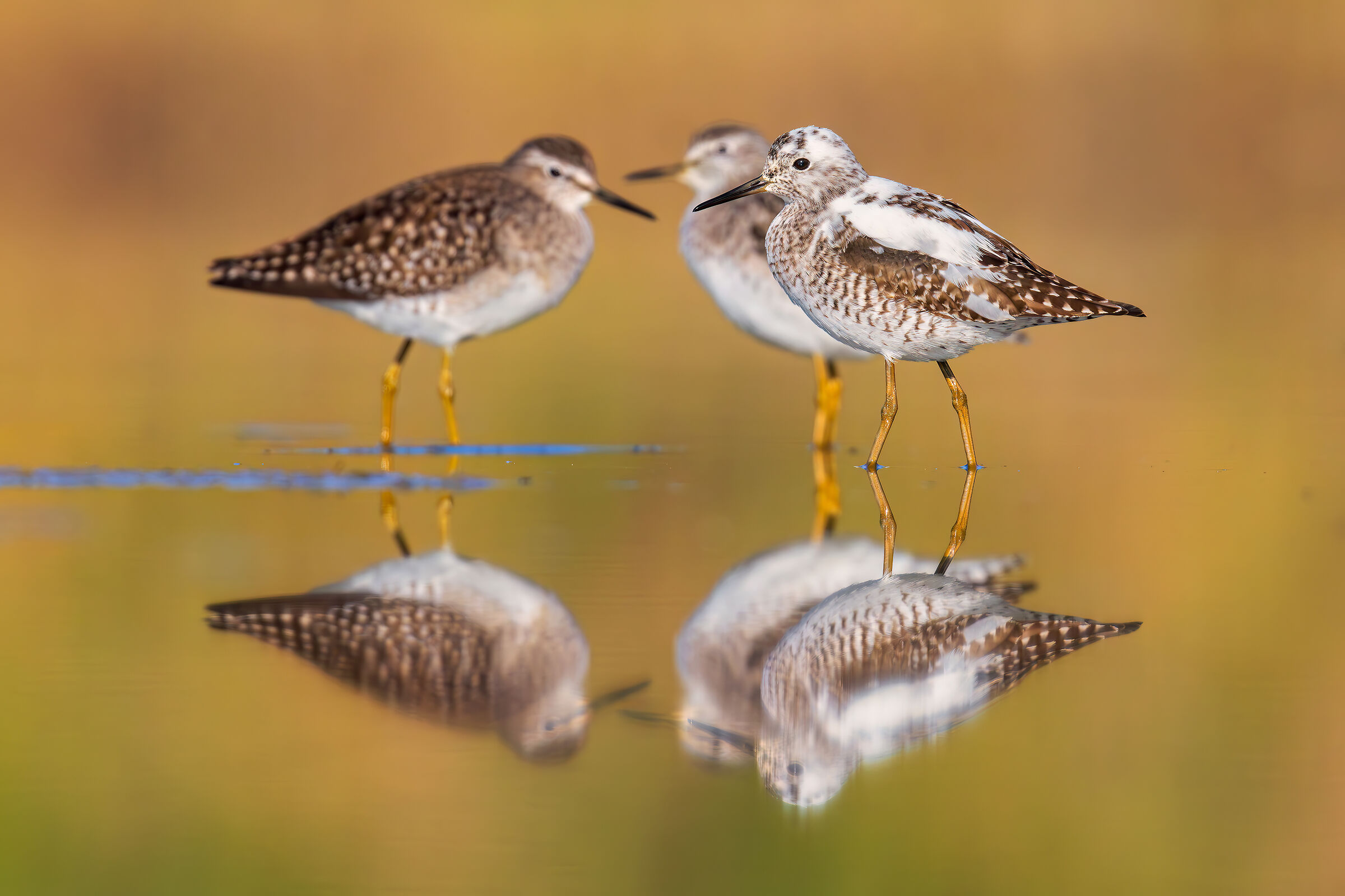 Boschereccio Leucistico