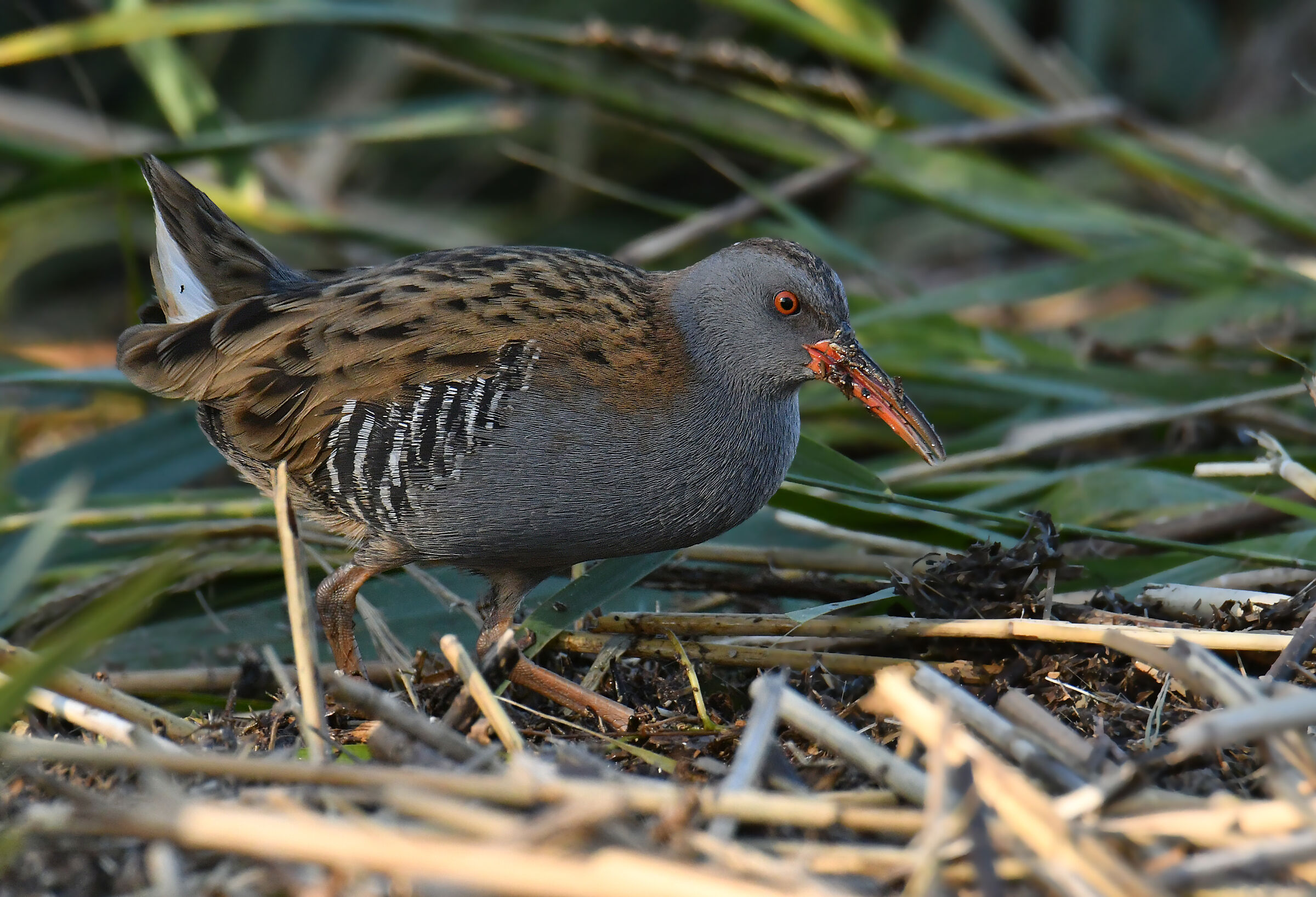 Water rail