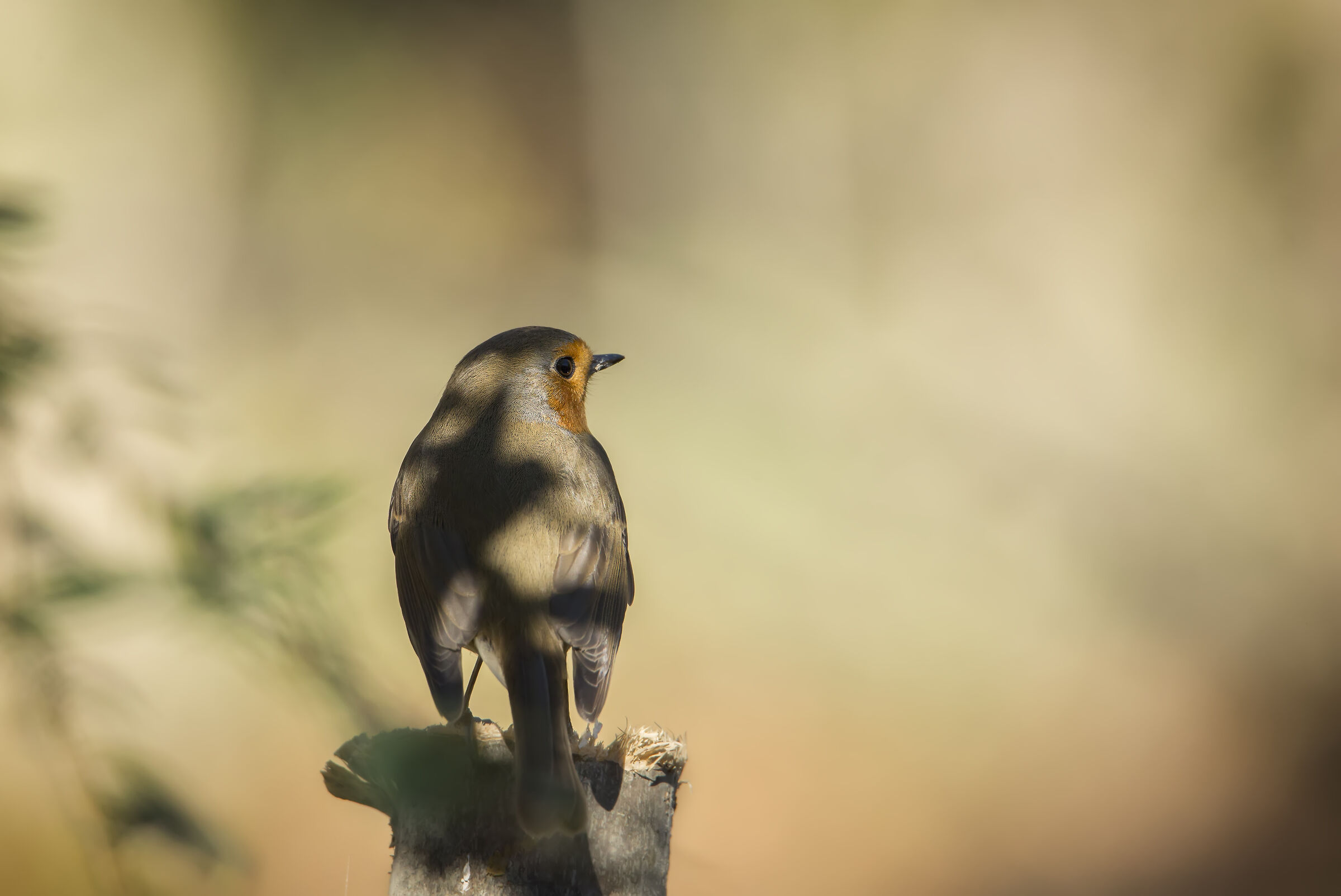 Pettirosso pensieroso