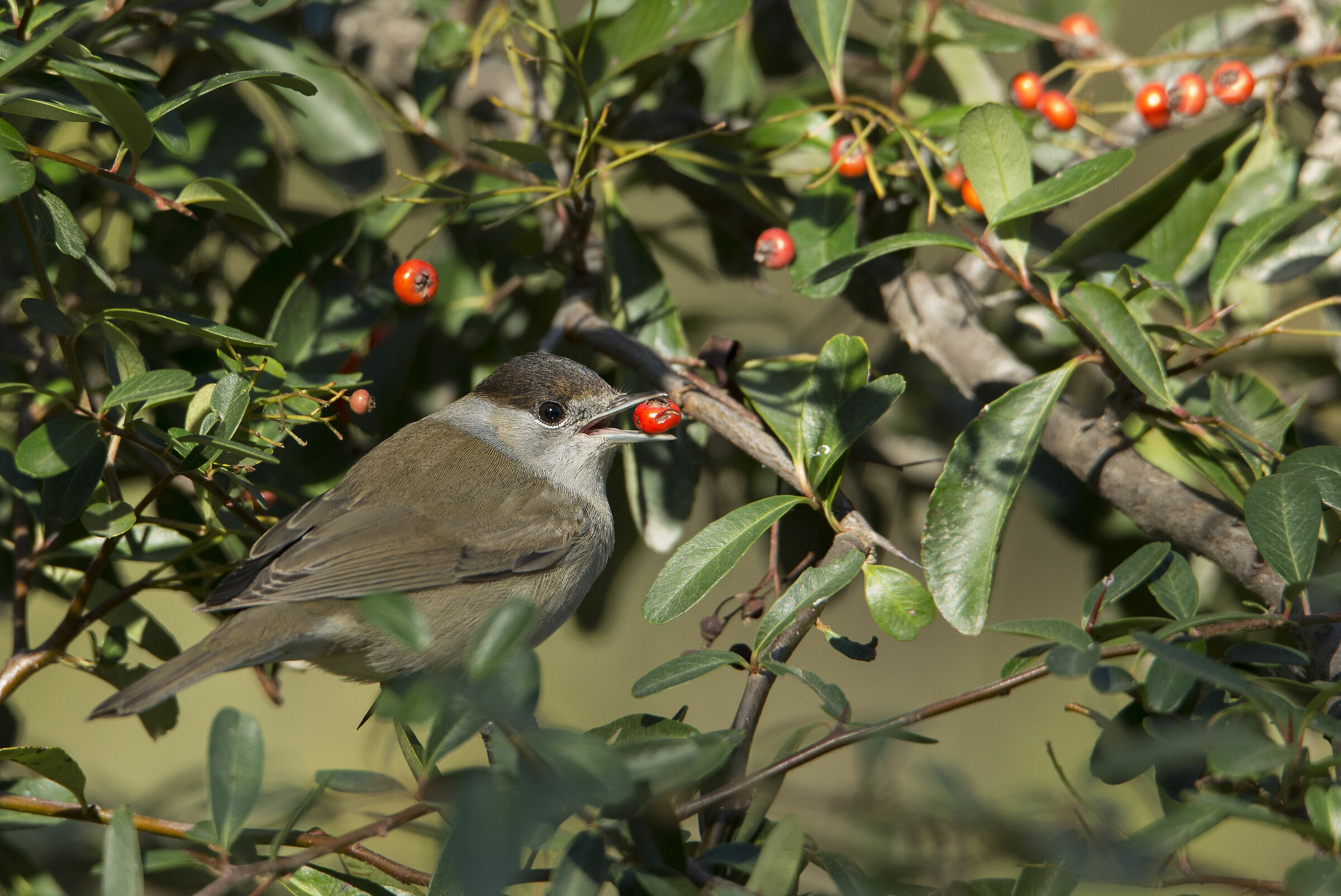Il Dettaglio della Capinera
