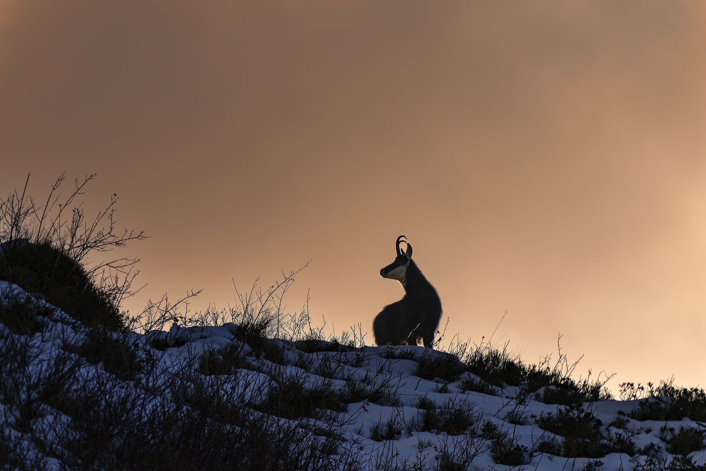 Chamois