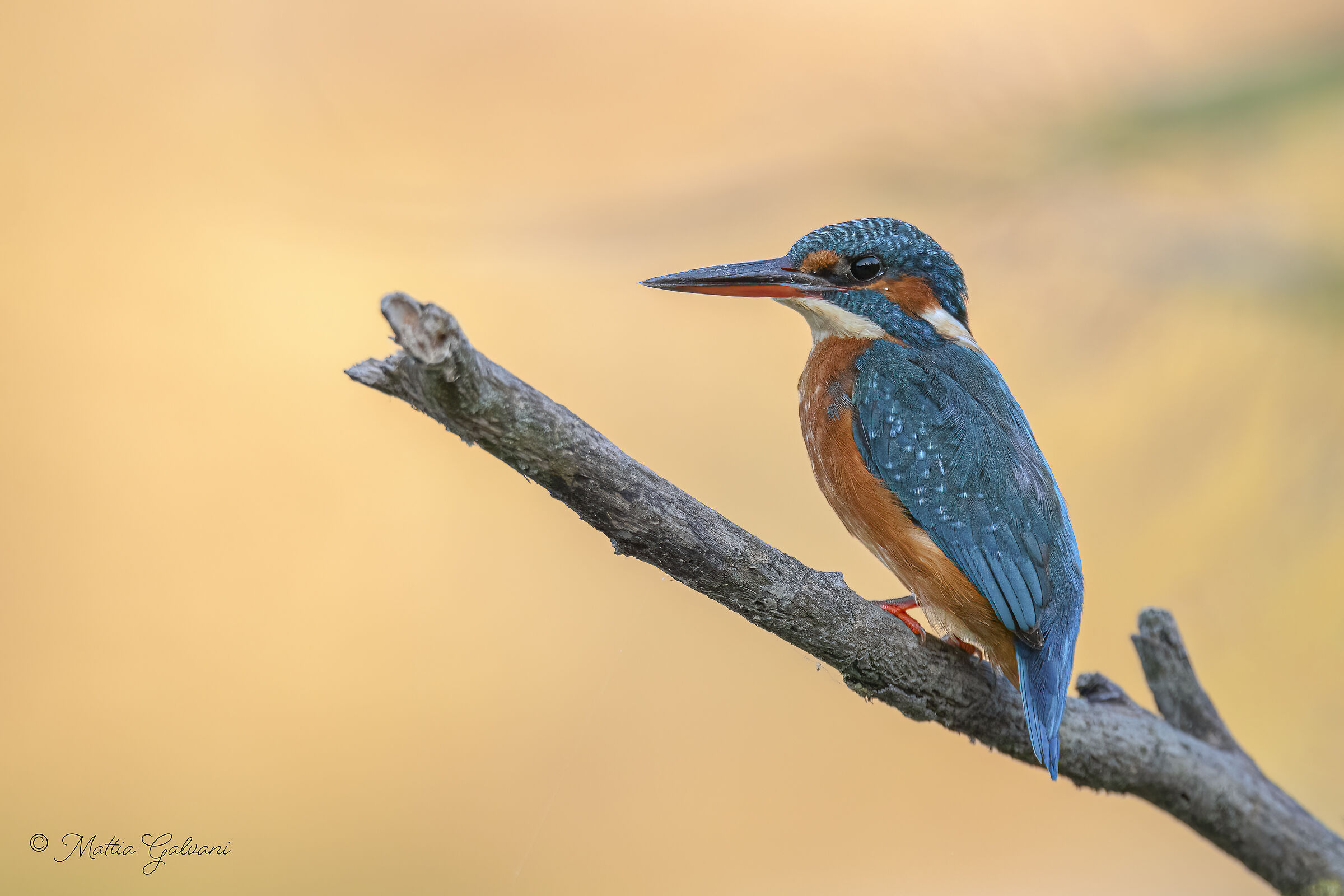 Martin Pescatore in posa per il fotografo