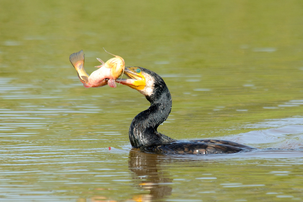 Cormorano con preda