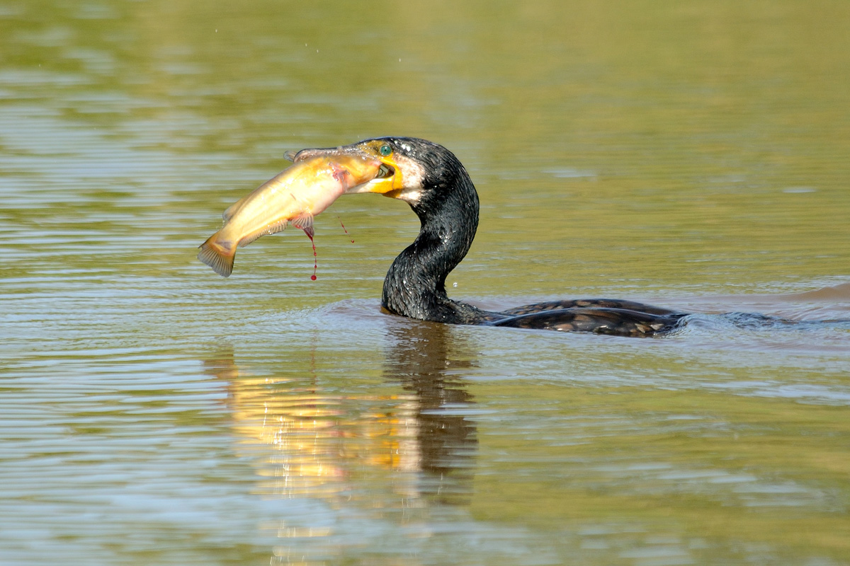 Cormorano