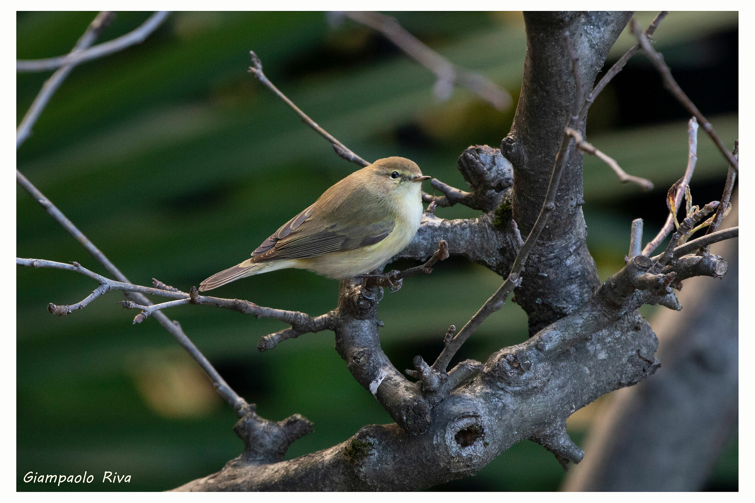 Luì piccolo su melo