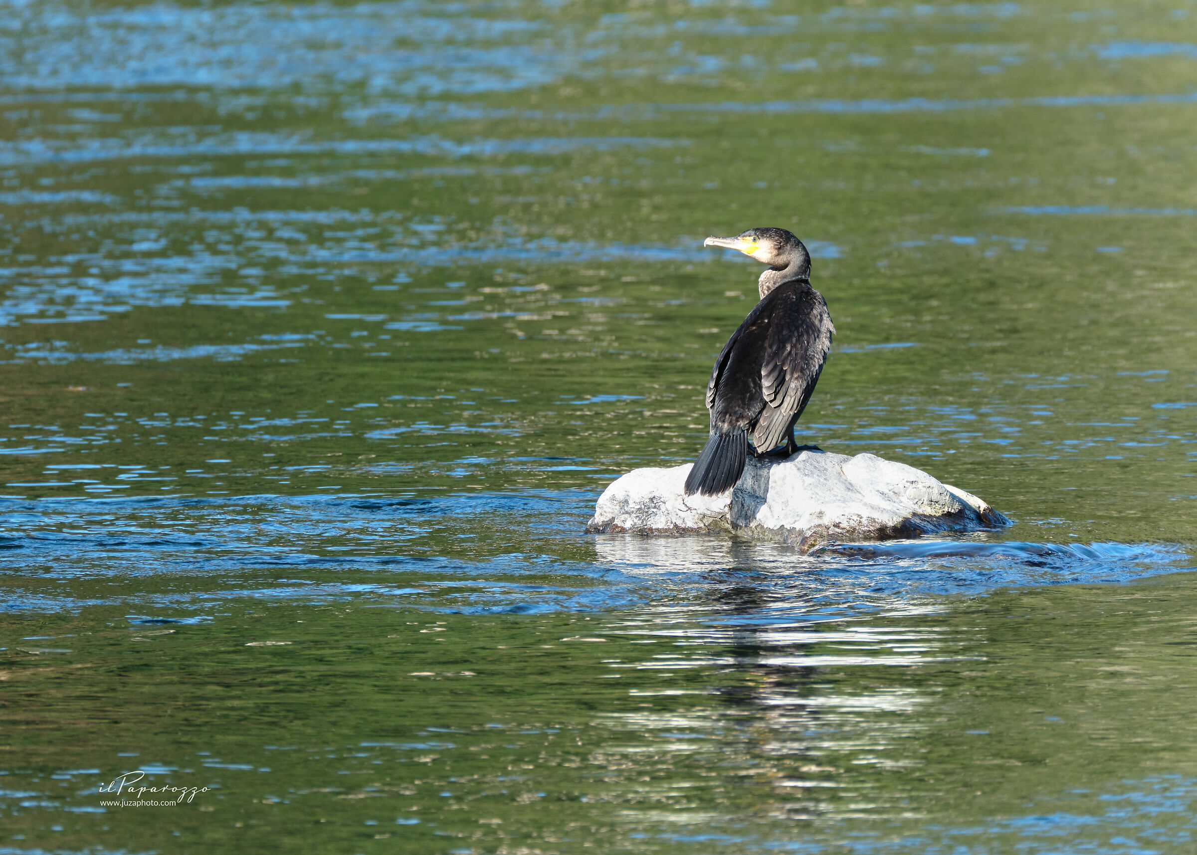 Cormorant