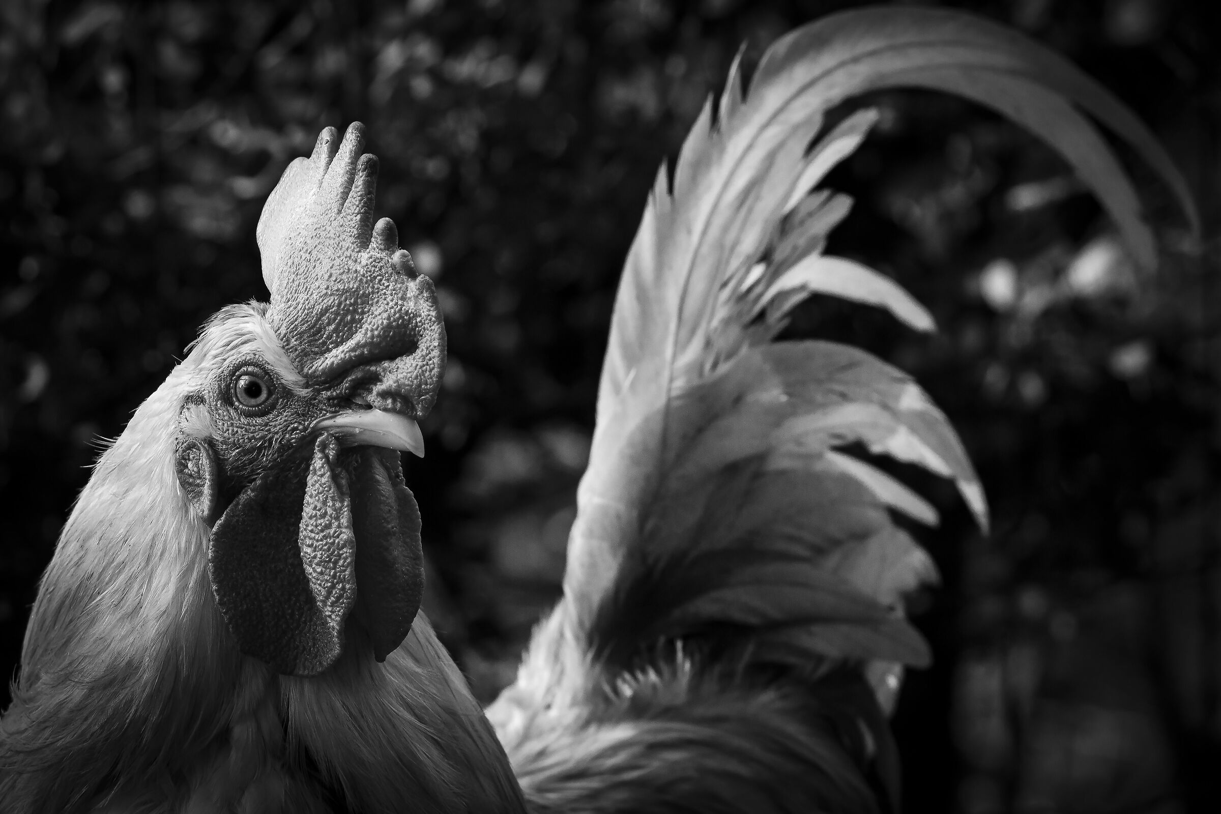 "semplicemente gallo"