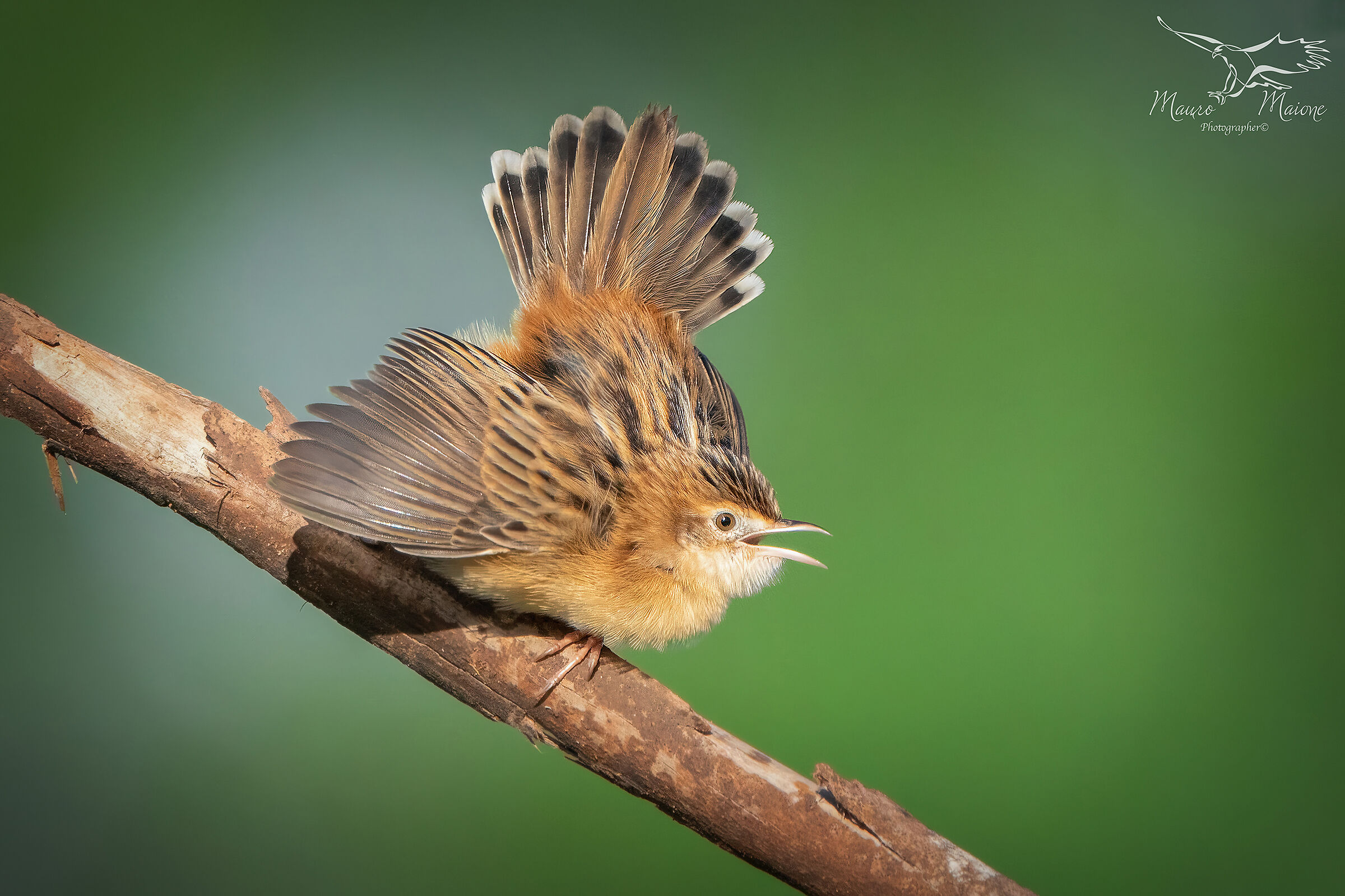 beccamoschino incavolato