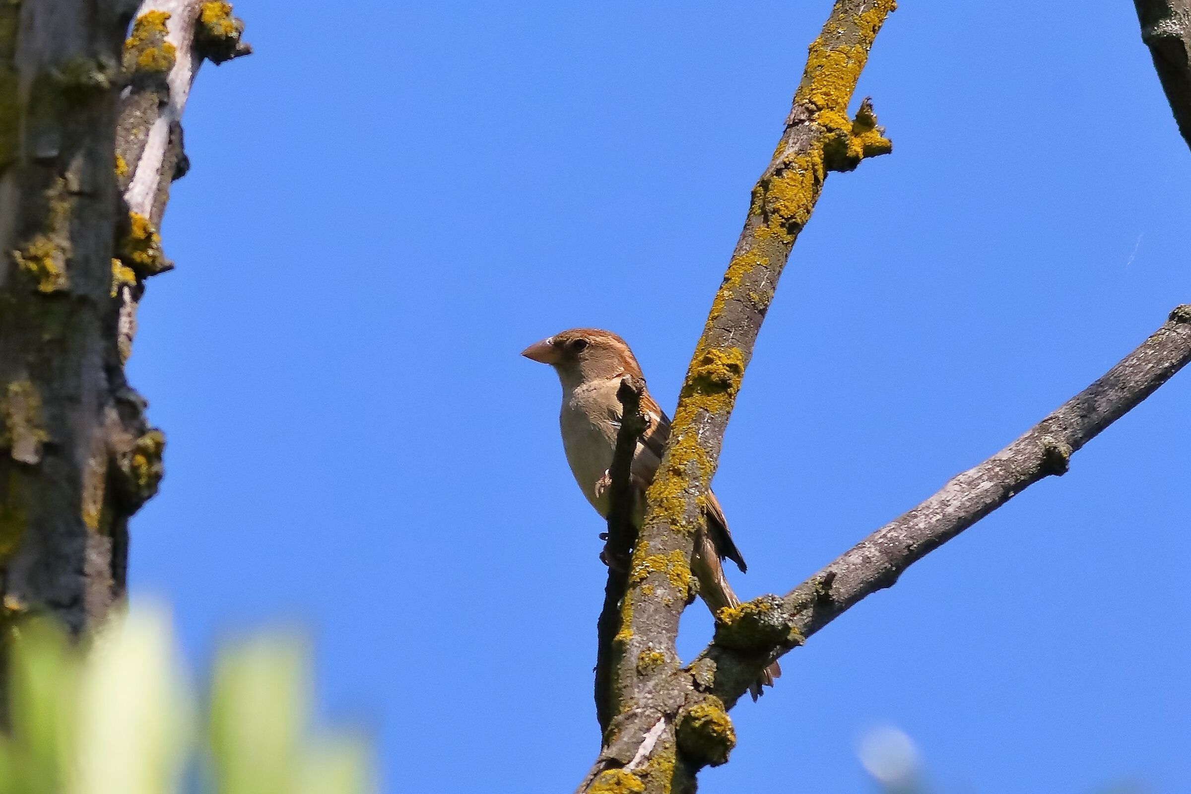 Sparrow 23-06-2023