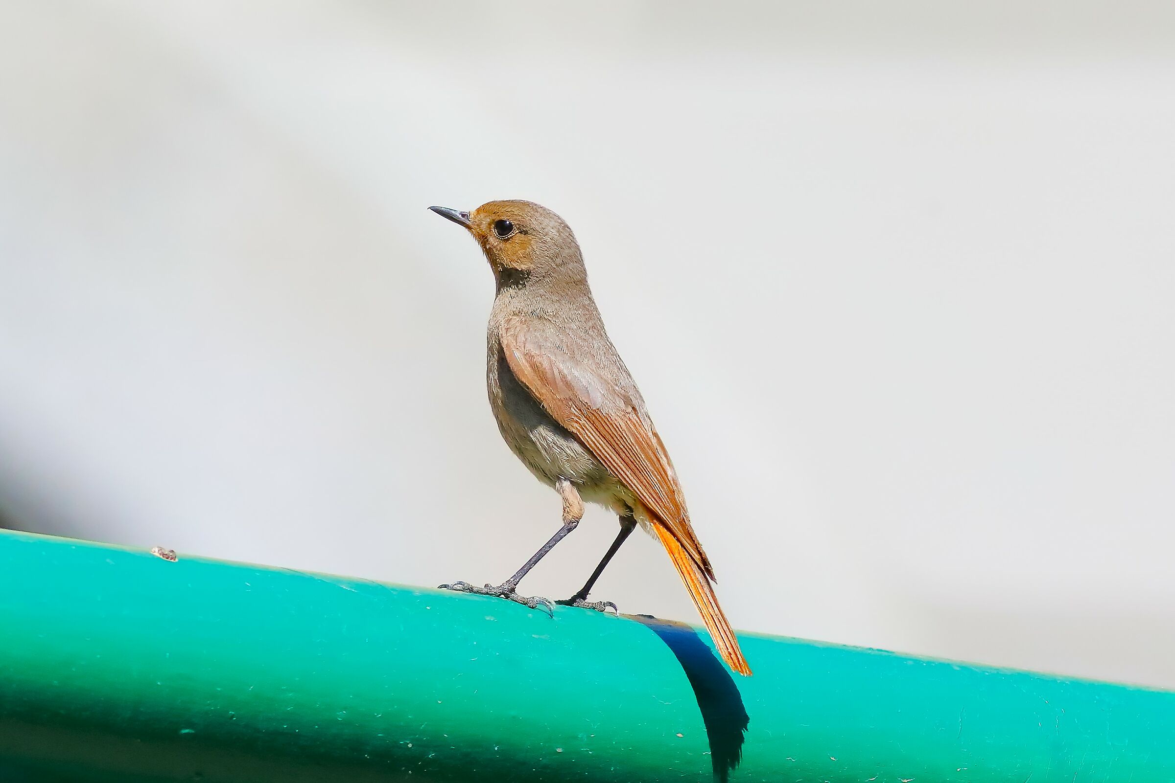 Redstart 24-06-2023
