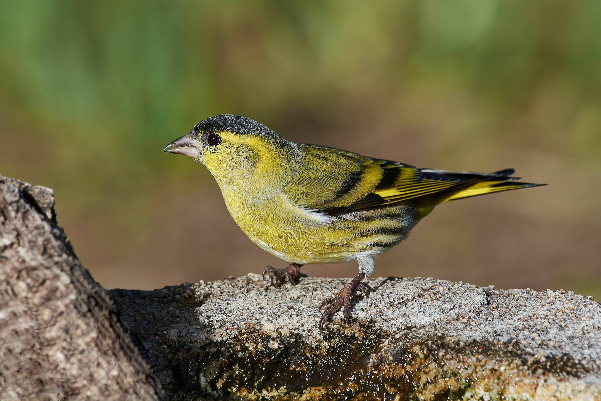 Lucherino eurasiatico