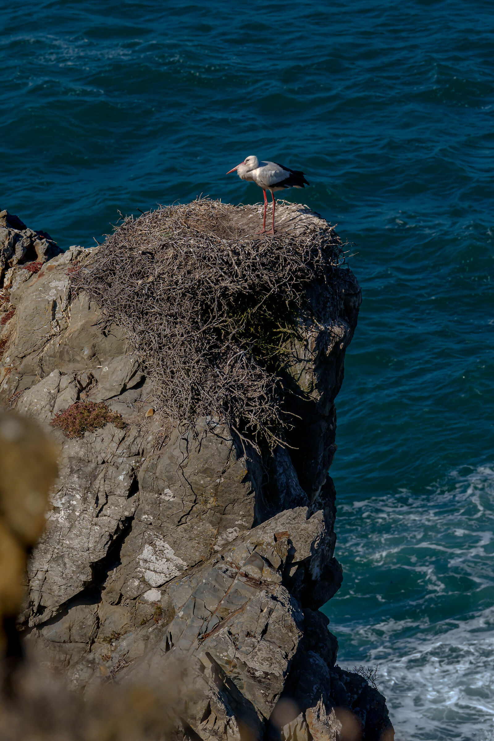 il nido sulla scogliera