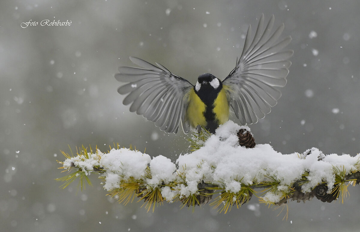 Prima neve d'Autunno...