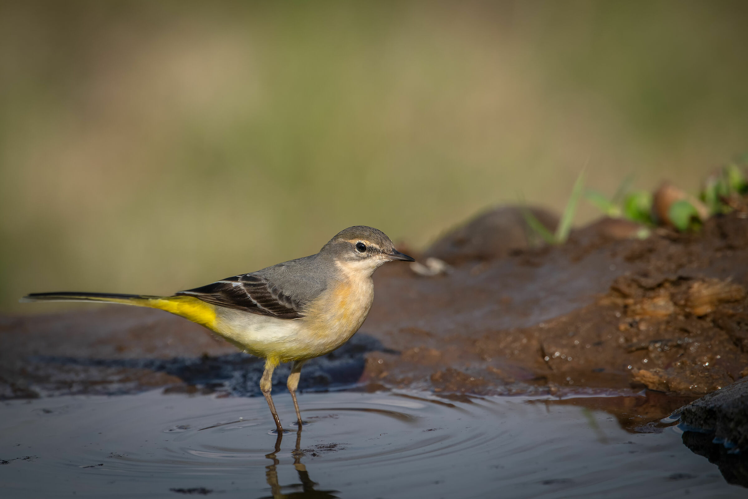 Yellow Balleria #capannocora