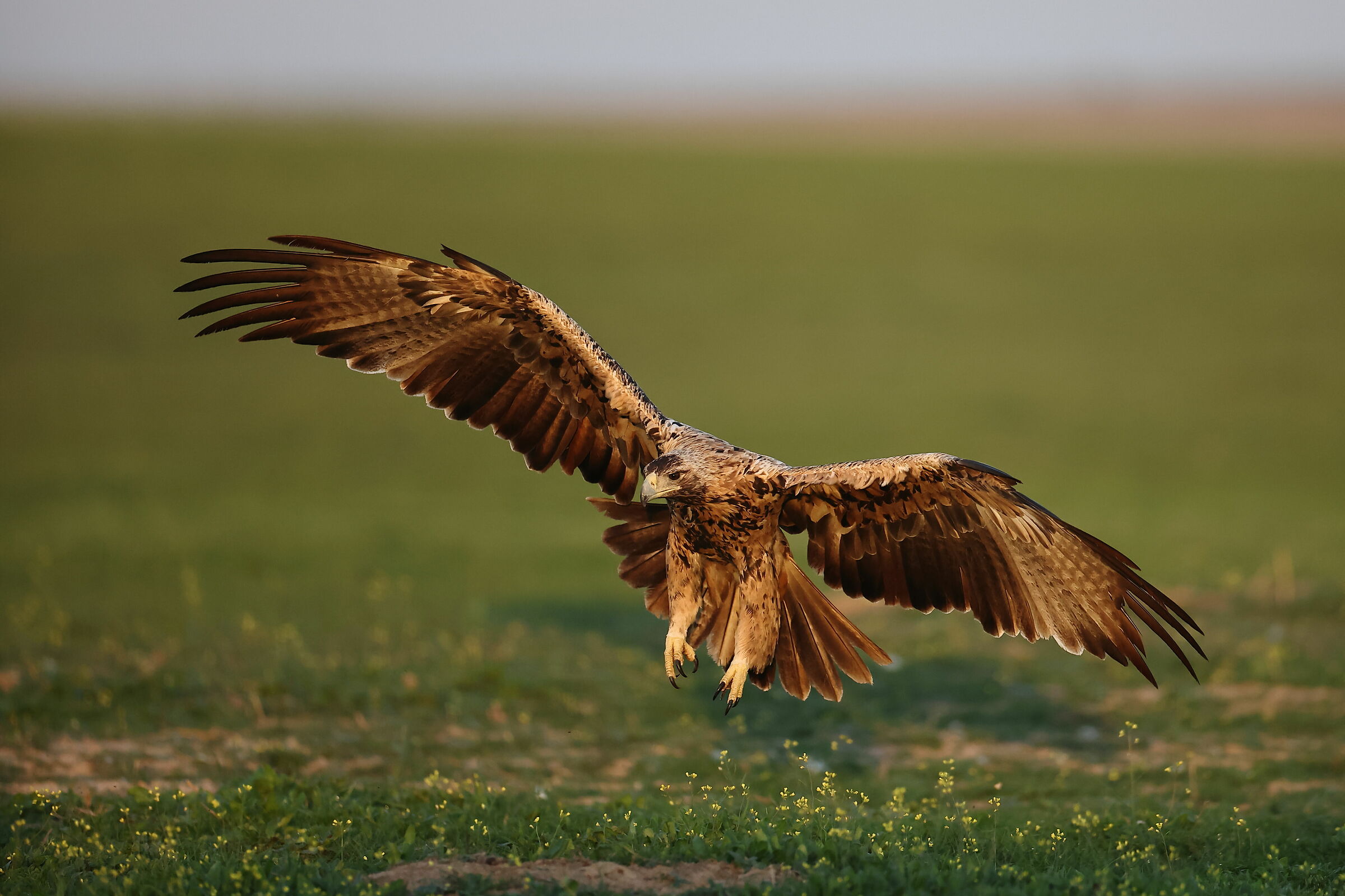 Young Imperial Eagle