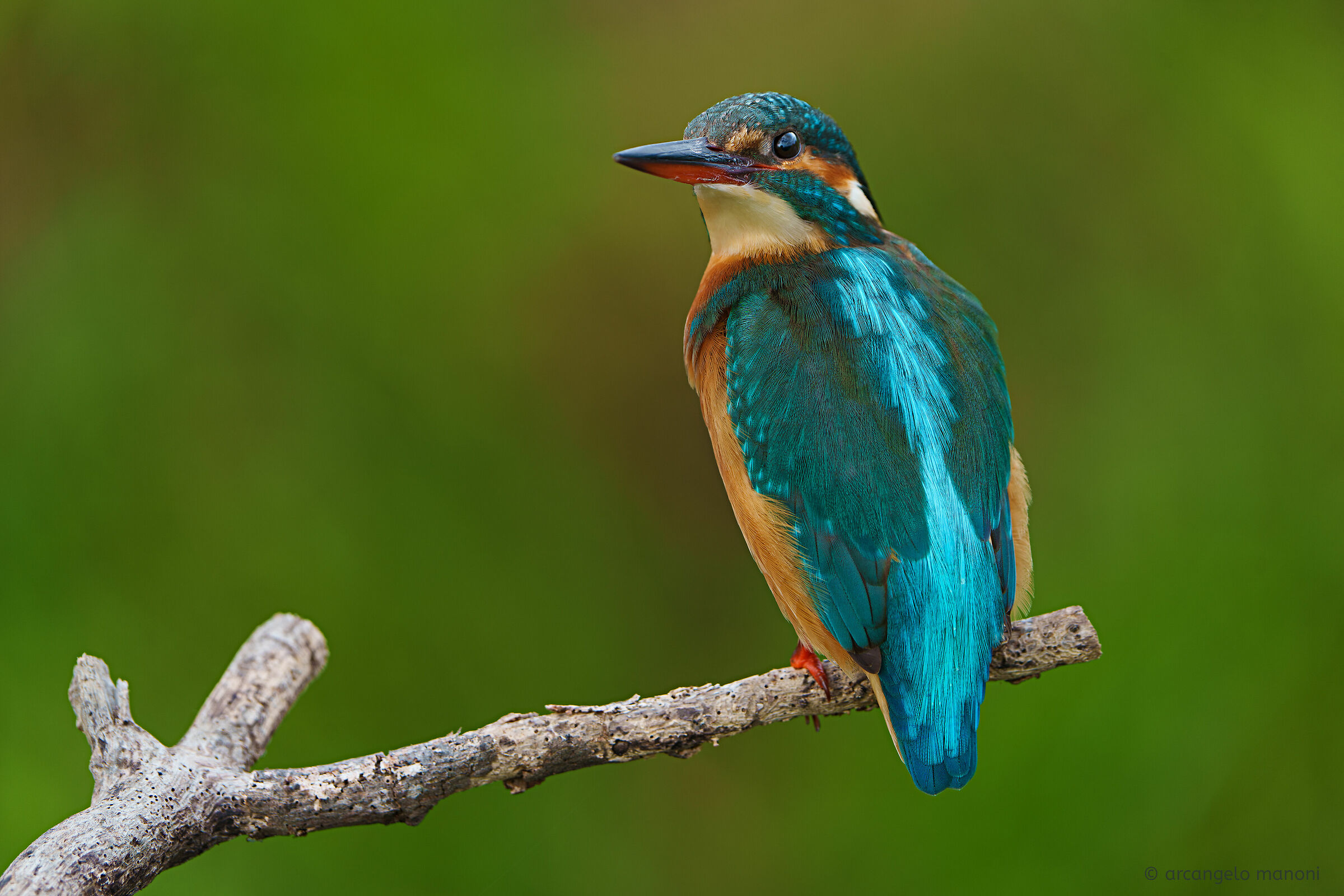 La femmina del martino