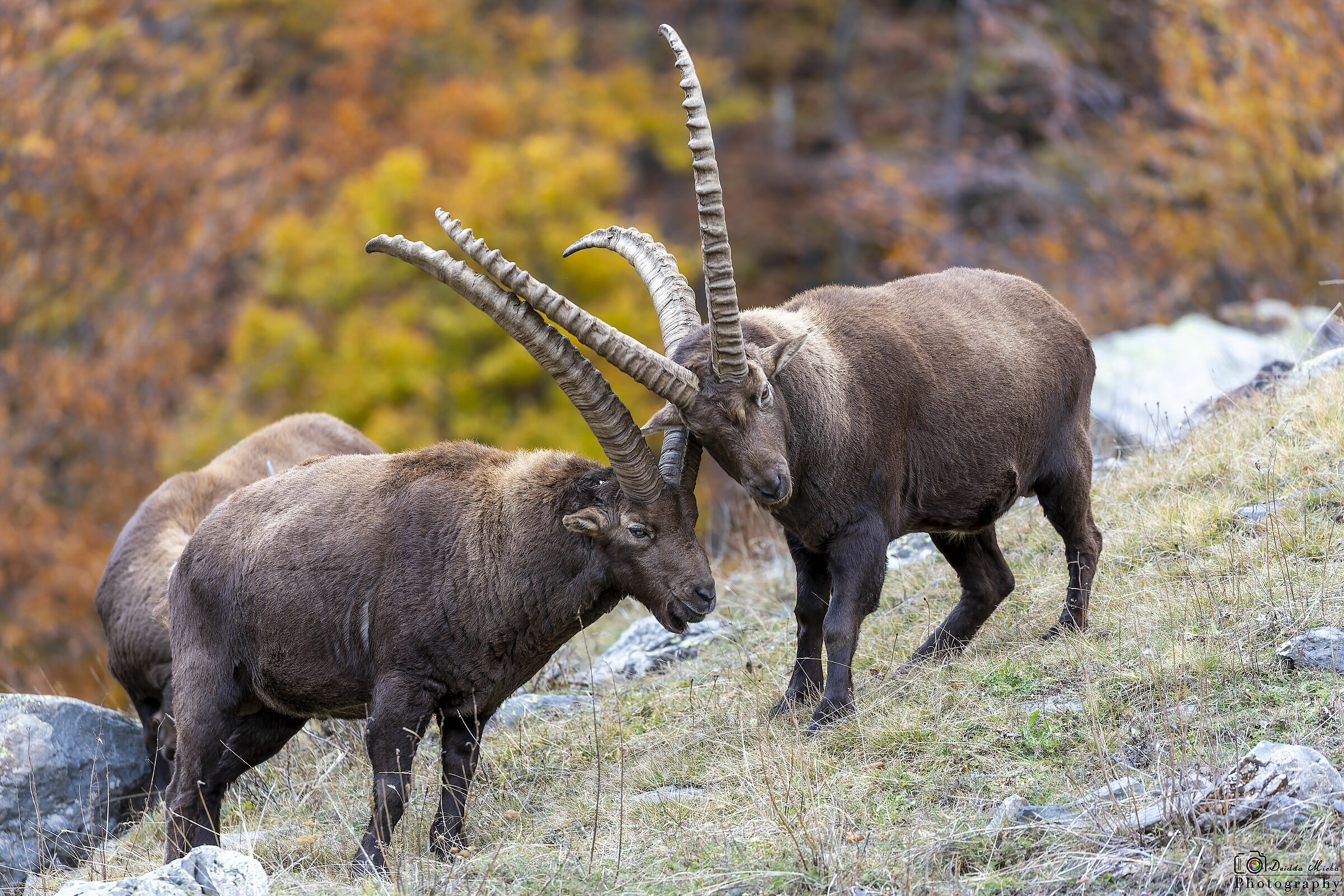L'inizio del combattimento