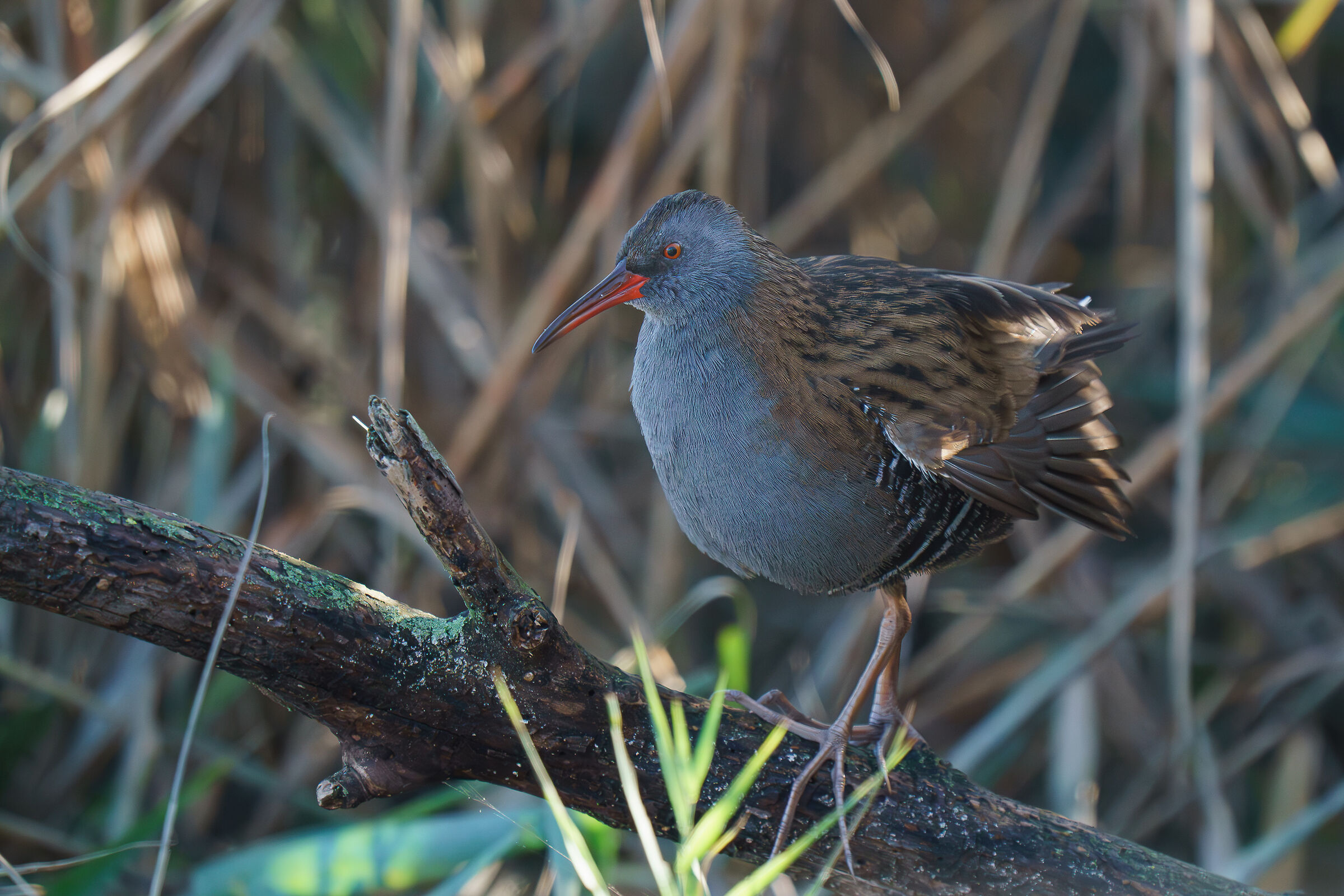 water rail