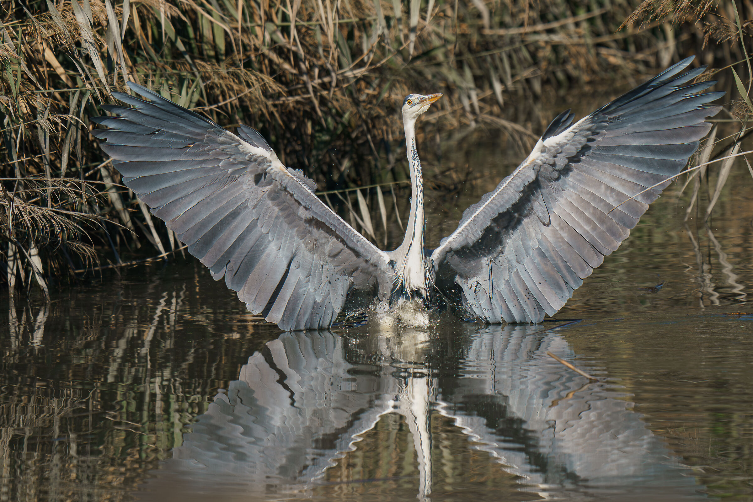grey heron