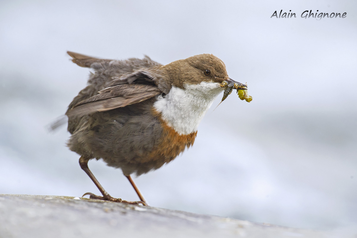 merlo acquaiolo arrufatissimo