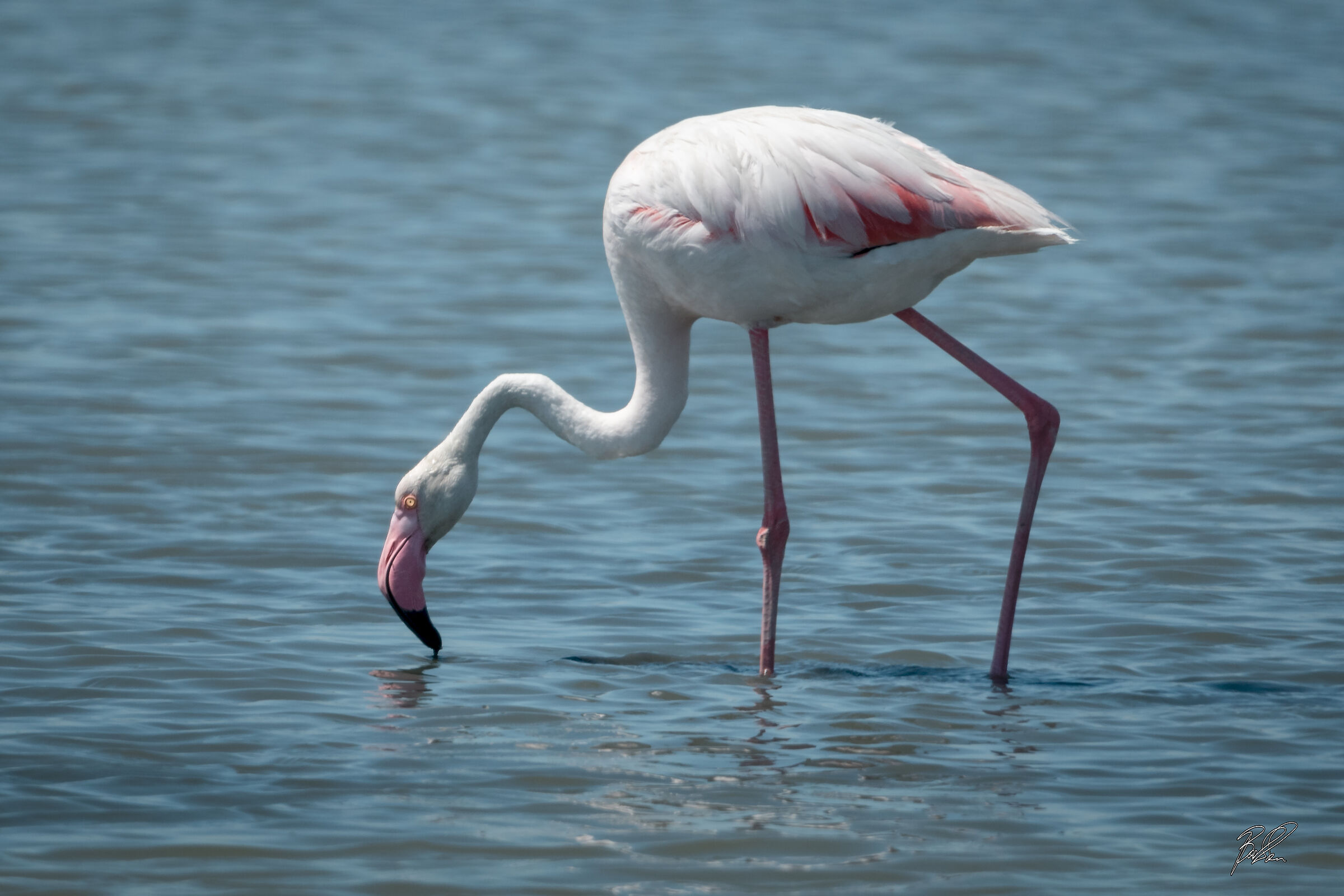 Flamingo