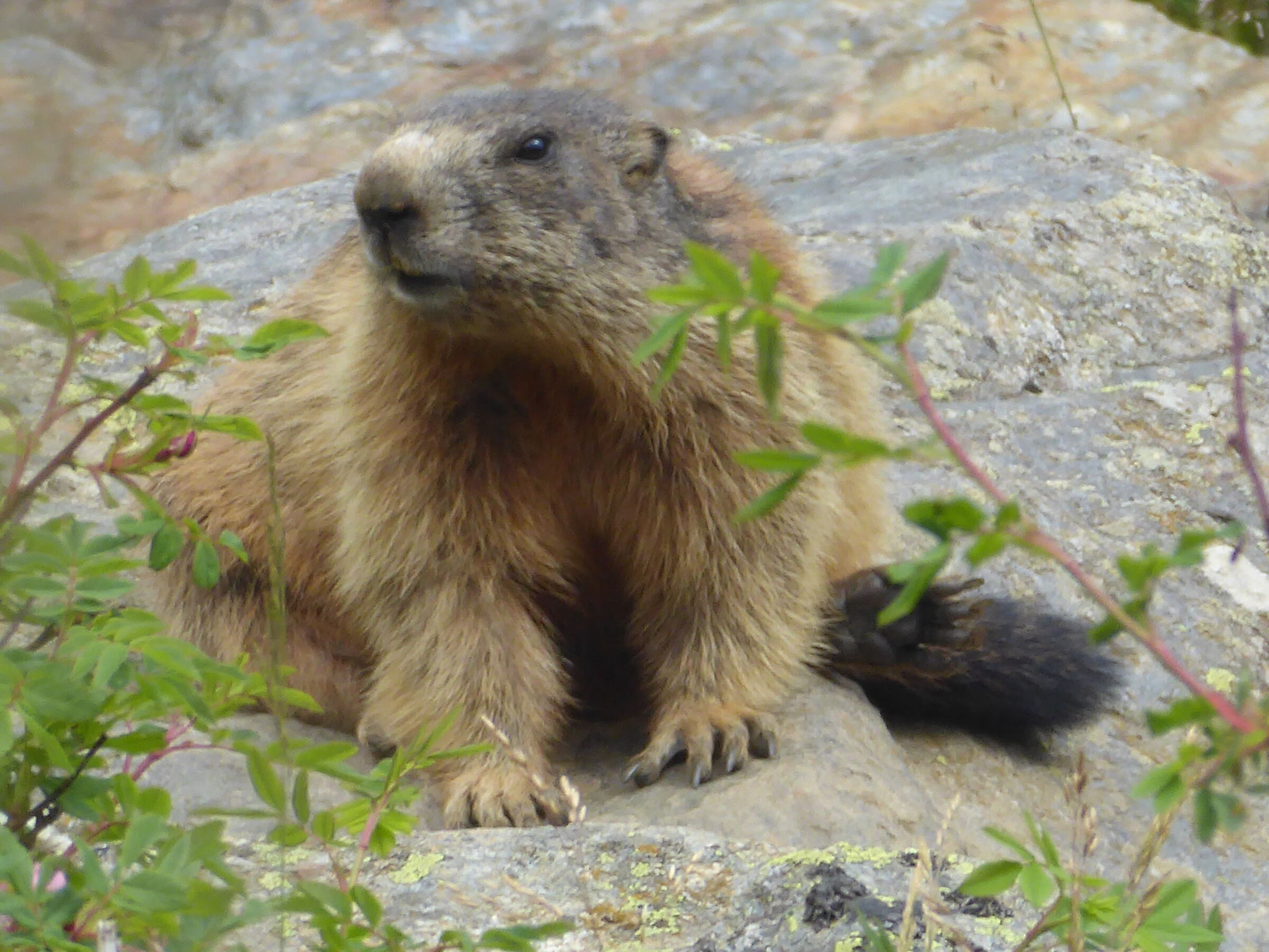 marmotta